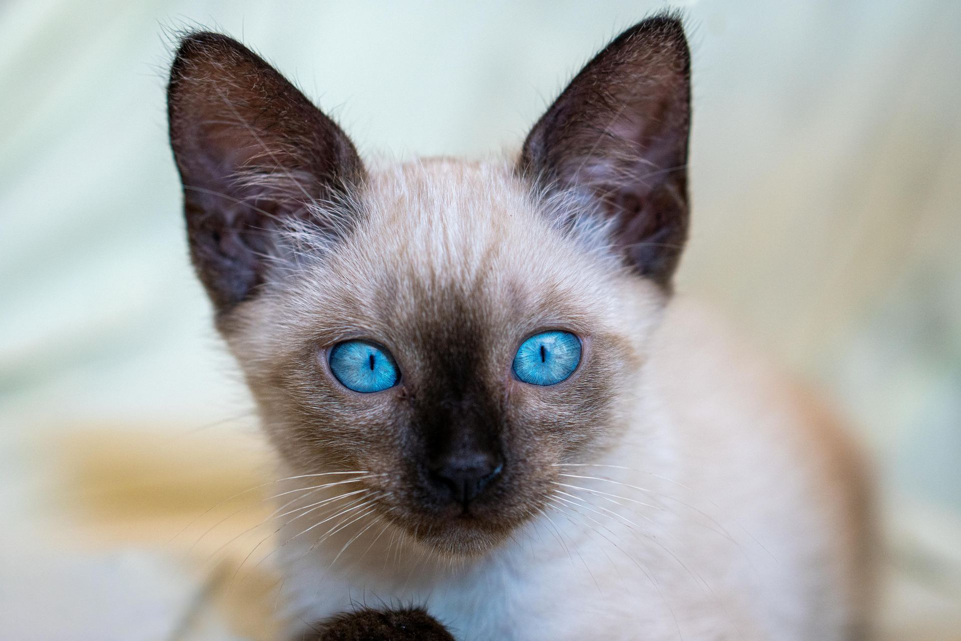 Buy Siamese Kitten in Balod