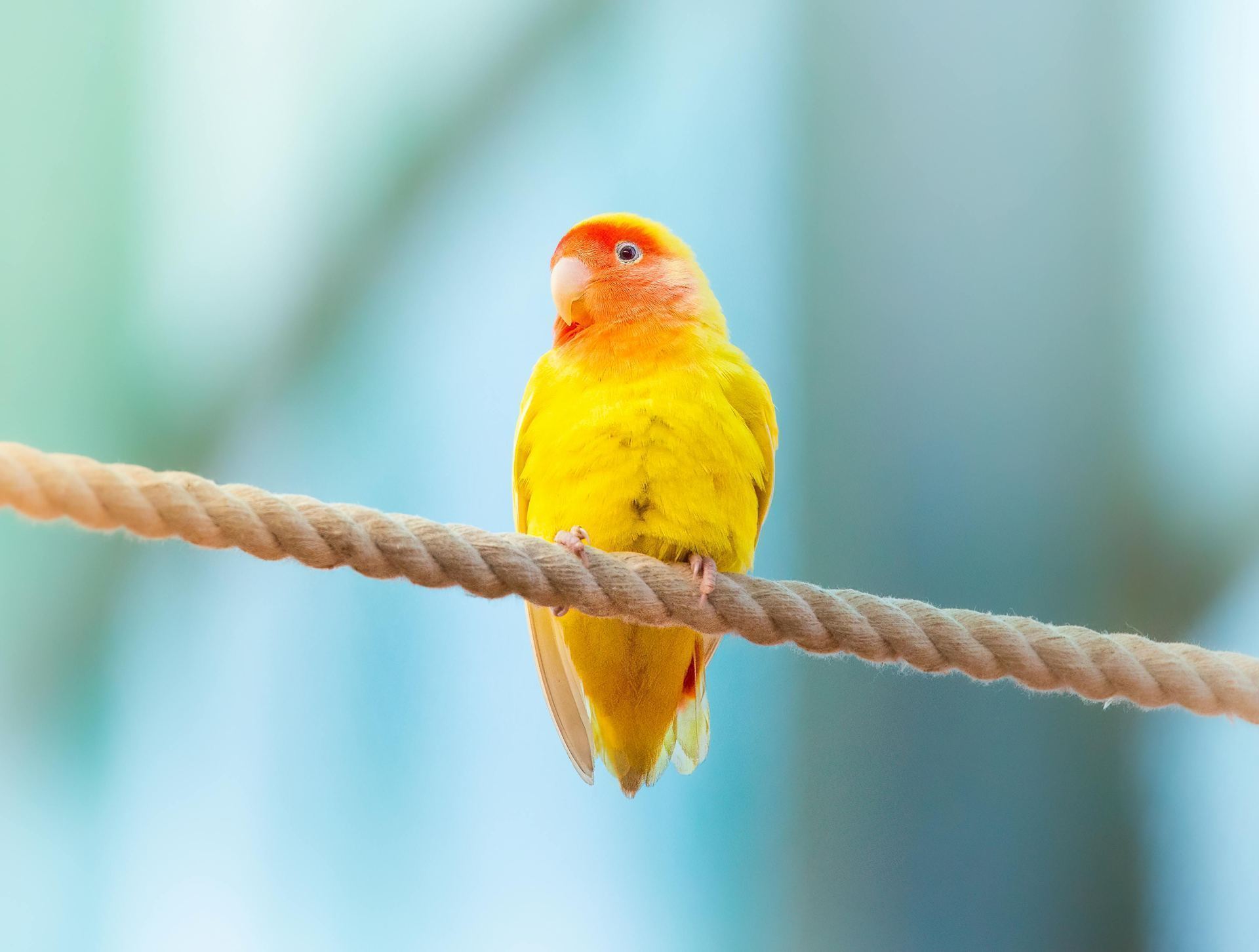 African Love Birds | Yellow & Orange available in Balod