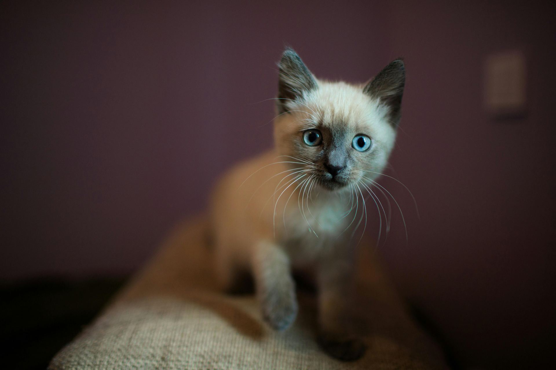 Siamese Kitten cat in Balod