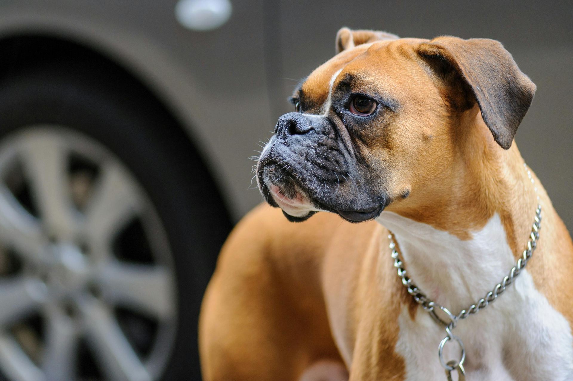 Boxer Puppy available in Balod
