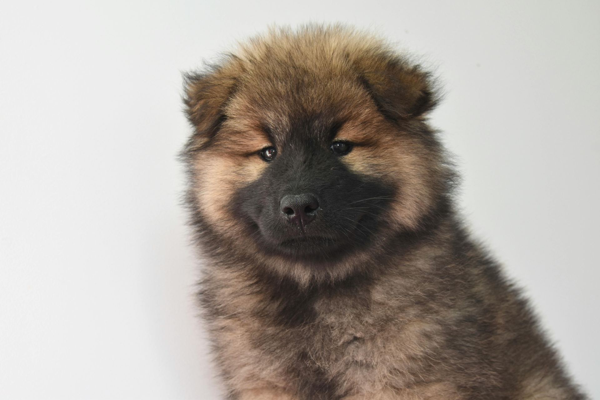 Chow Chow Puppy | Fawn Color