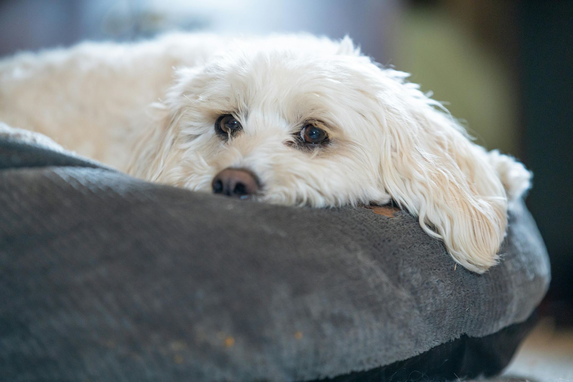 Bichon Frise Puppy