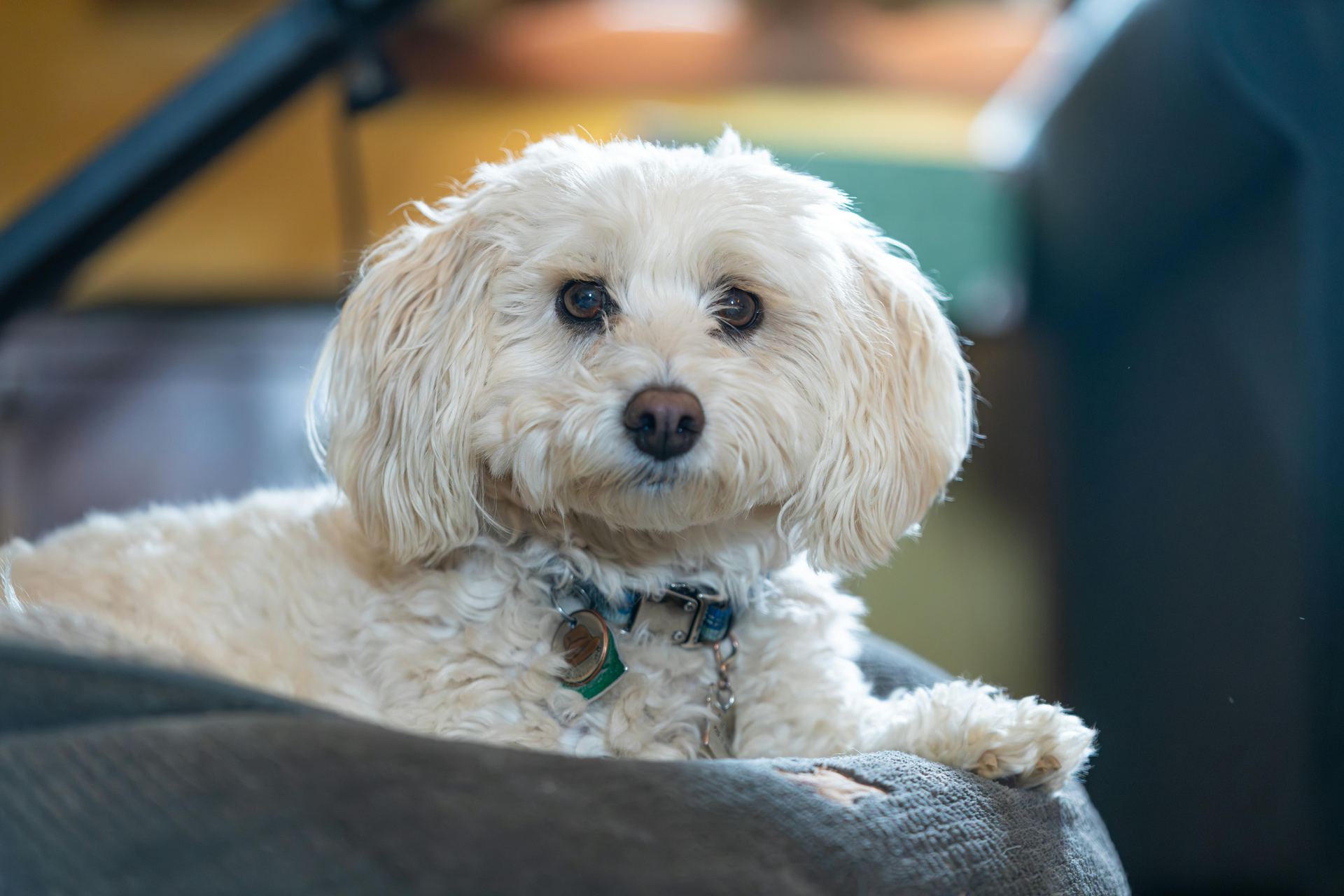 Maltese Puppy | White