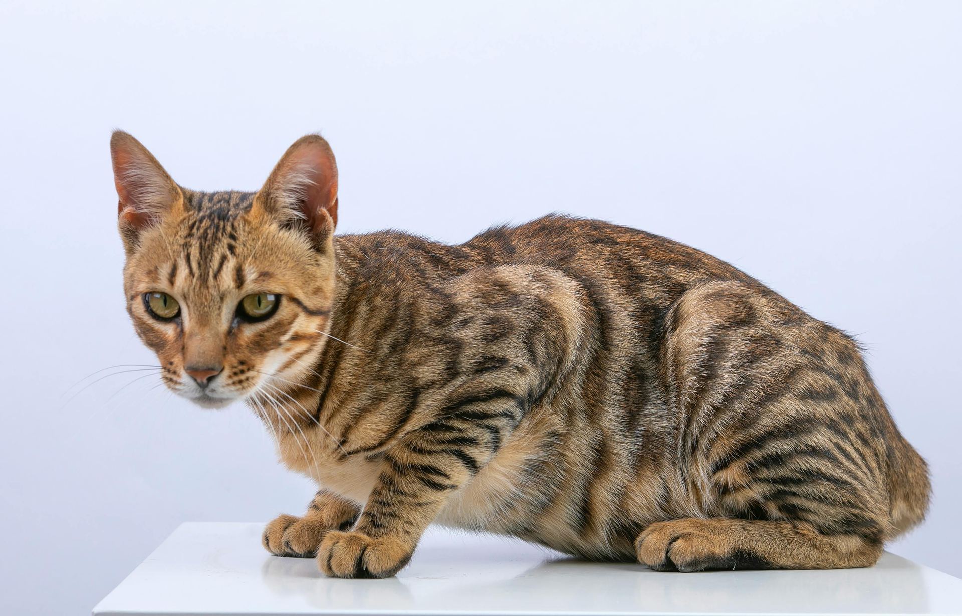 Bengal Kittens cat in Balod