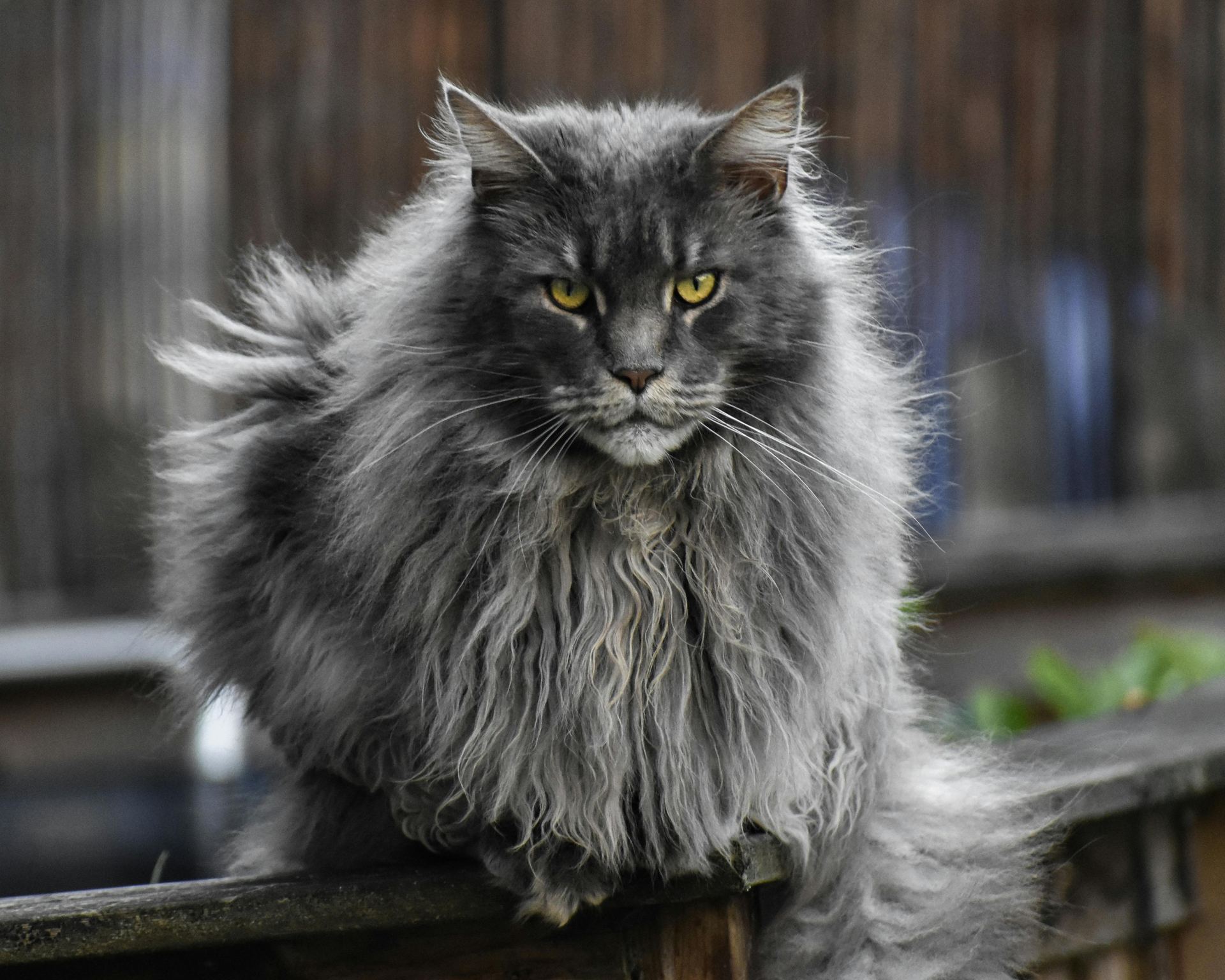 Maine Coon Kitten cat in Balod