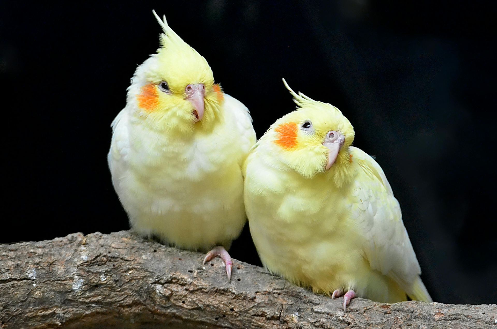 Cockatiel | Lutino bird in Agar Malwa