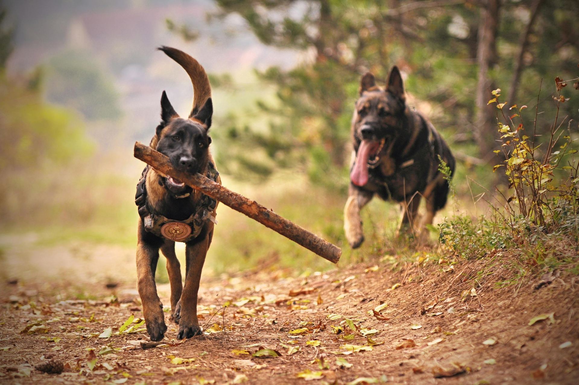 Belgian Malinois Puppy