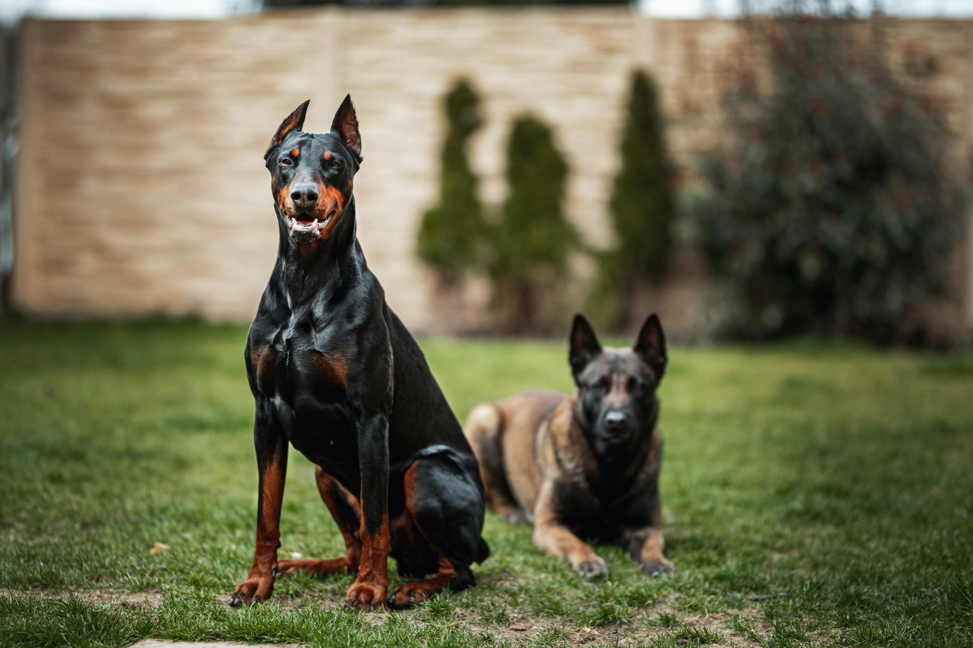 Doberman Pinscher Puppy