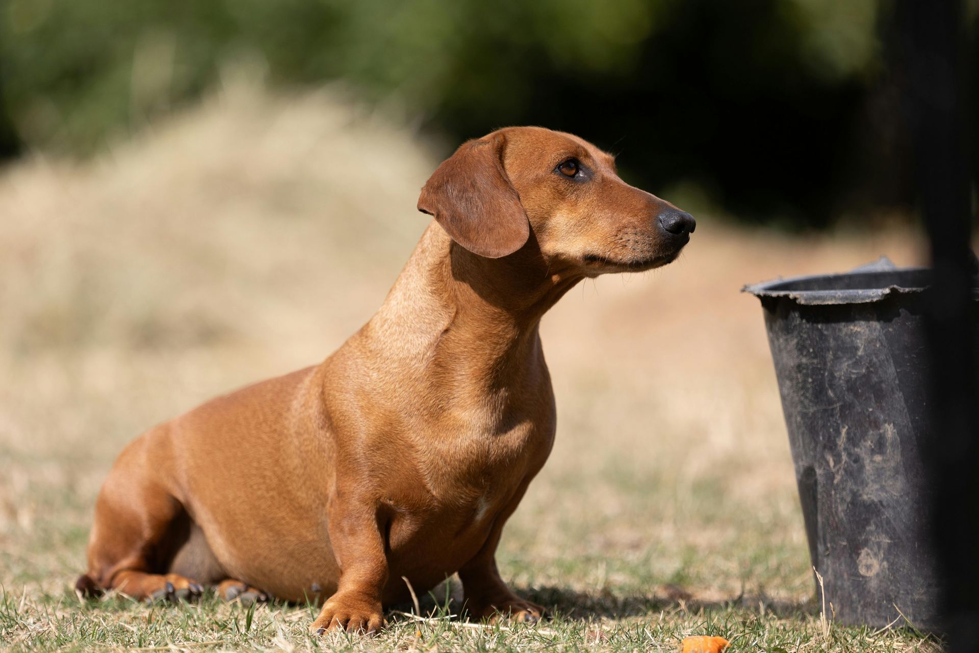 Dachshund Puppy puppy in Balrampur Ramanujganj