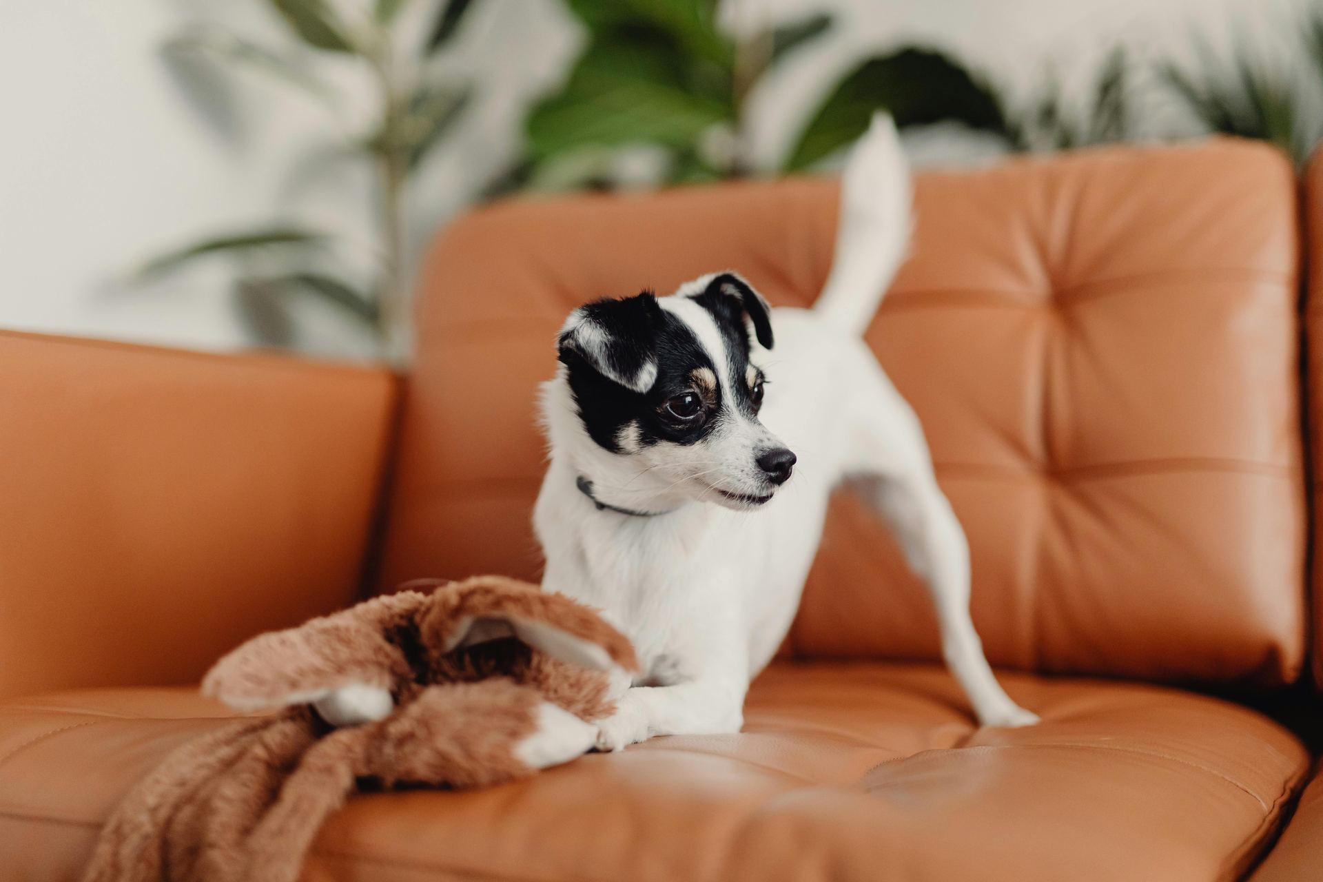 Jack Russell Terrier Puppy