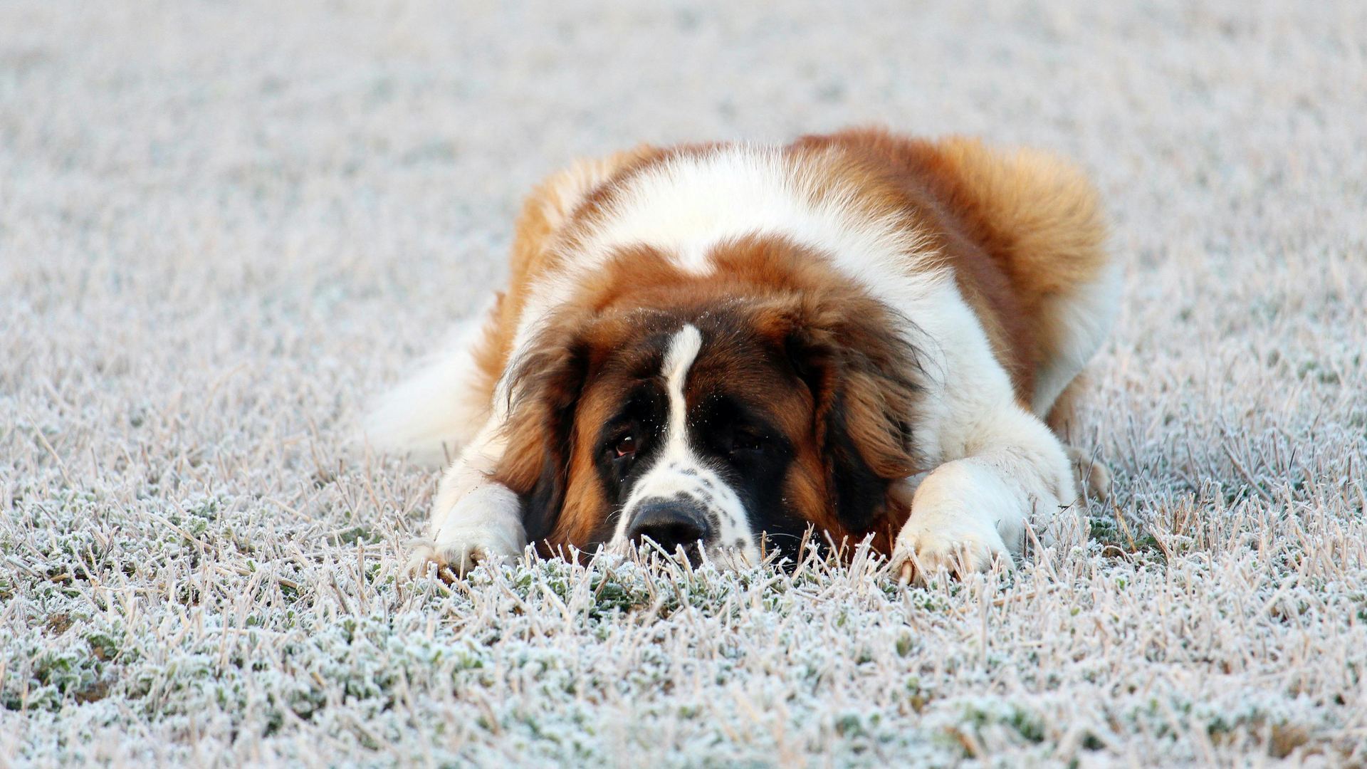 Saint Bernard Puppy available in Balod