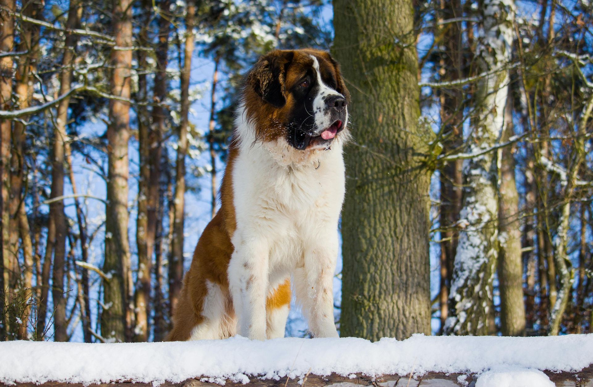 Saint Bernard Puppy