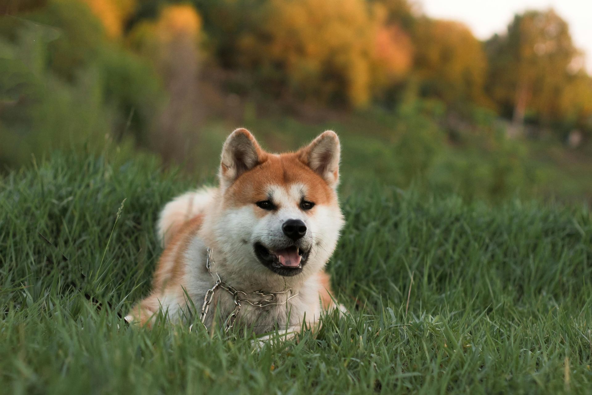 Akita Inu Puppy puppy in Balodabazar Bhatapara