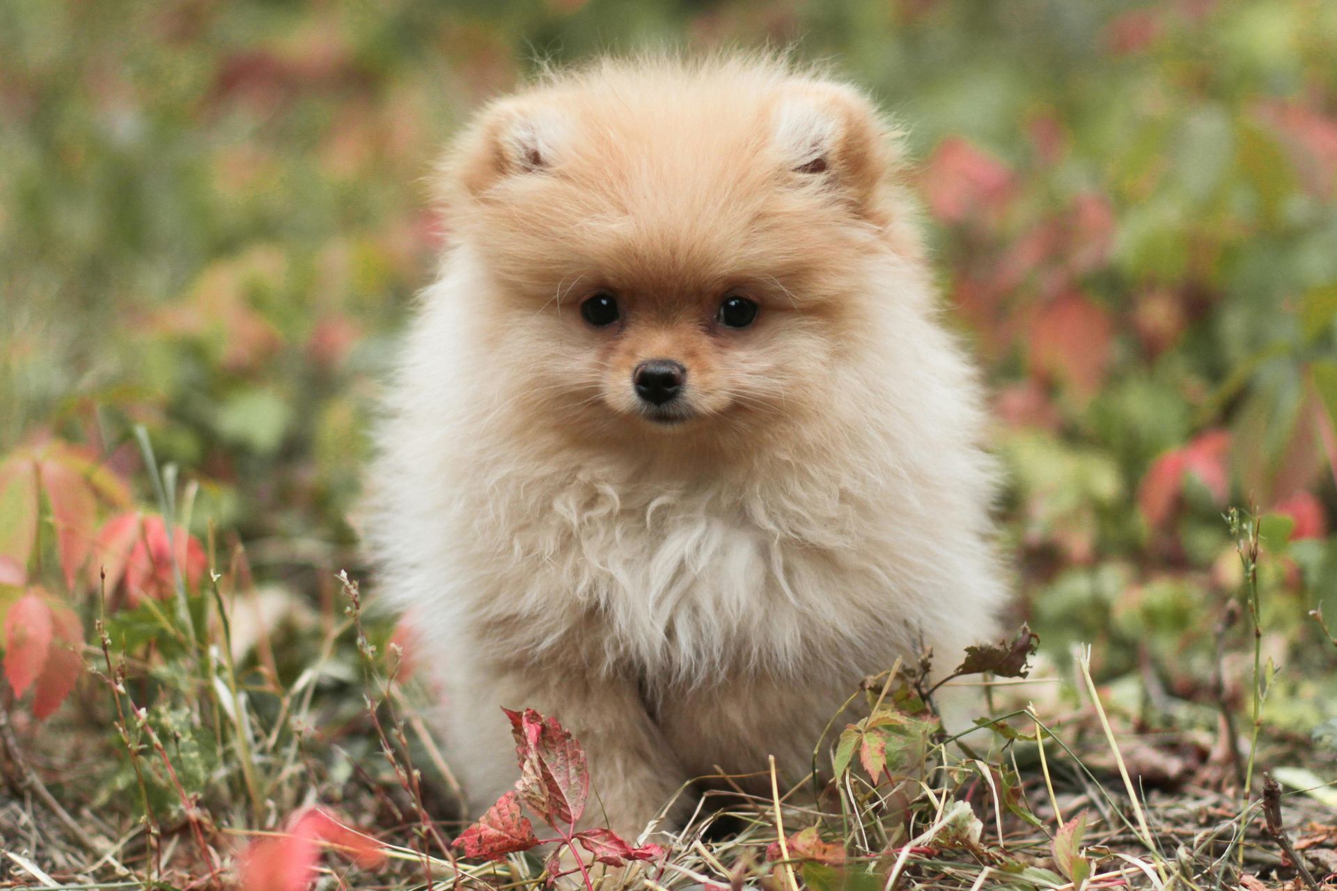 Culture Toy Pom Puppy for sale in Agar Malwa