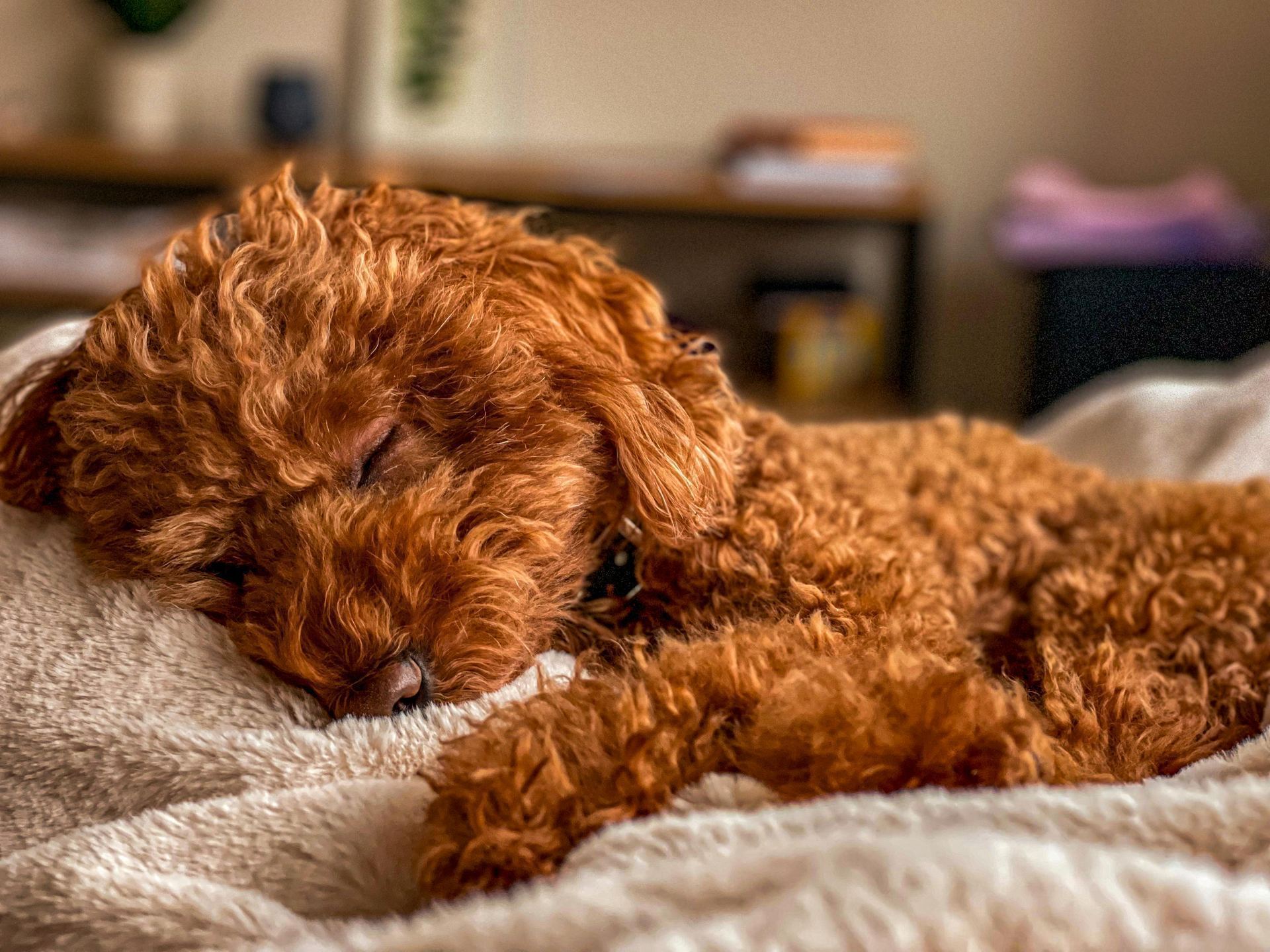 Standard Poodle Puppy available in Balodabazar Bhatapara