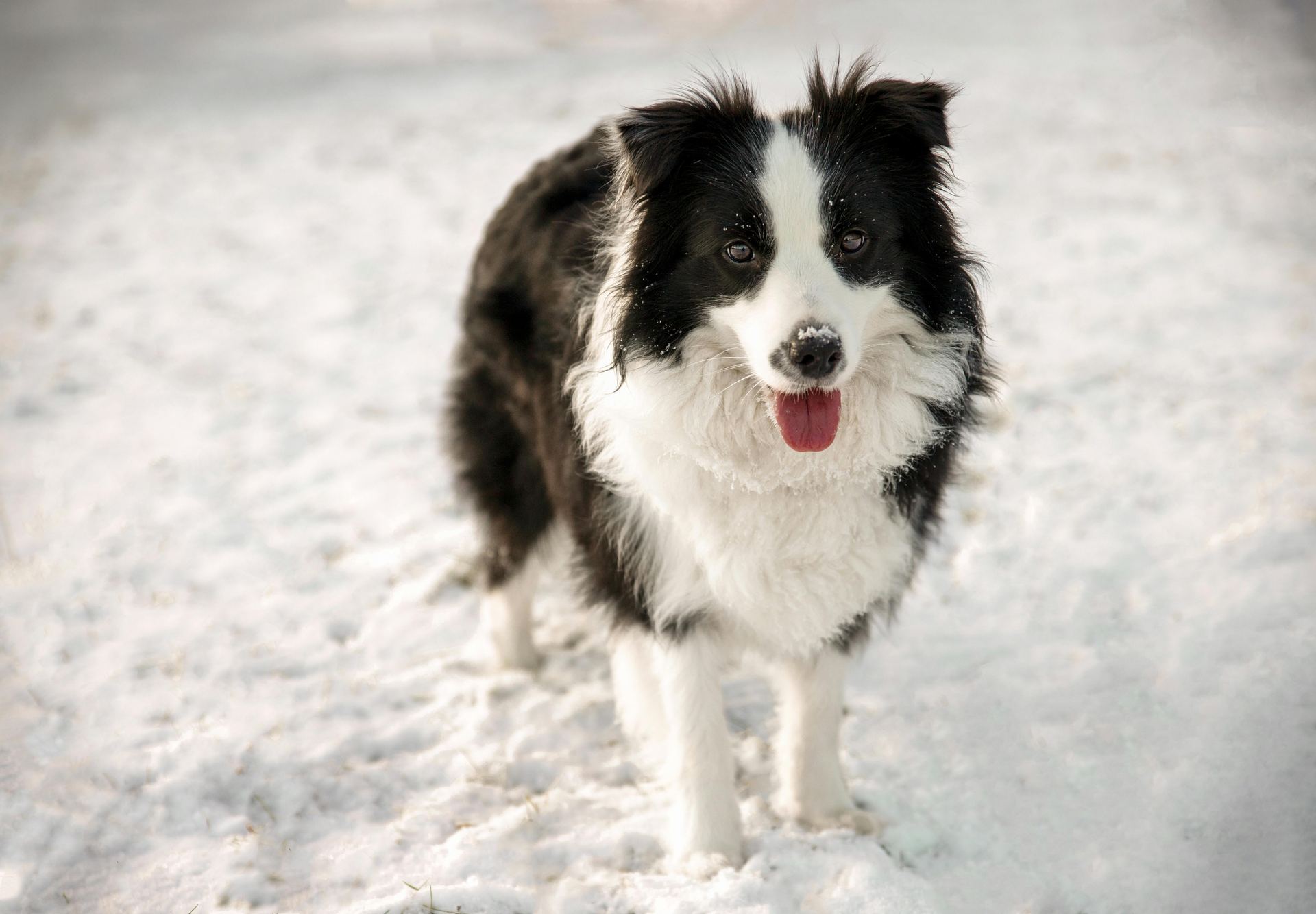 Border Collie Puppy available in Balod