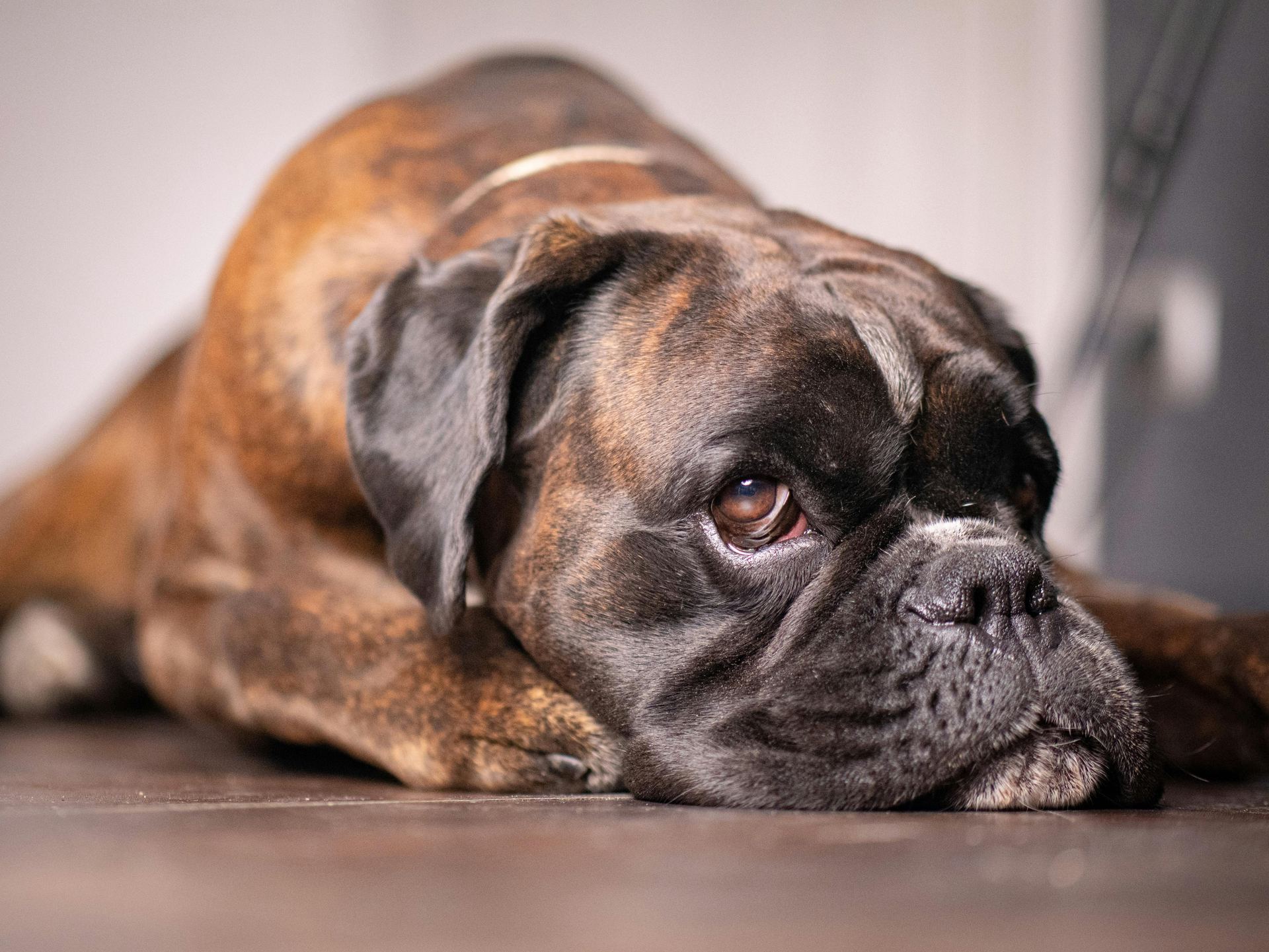 Boxer Puppy puppy in Balod