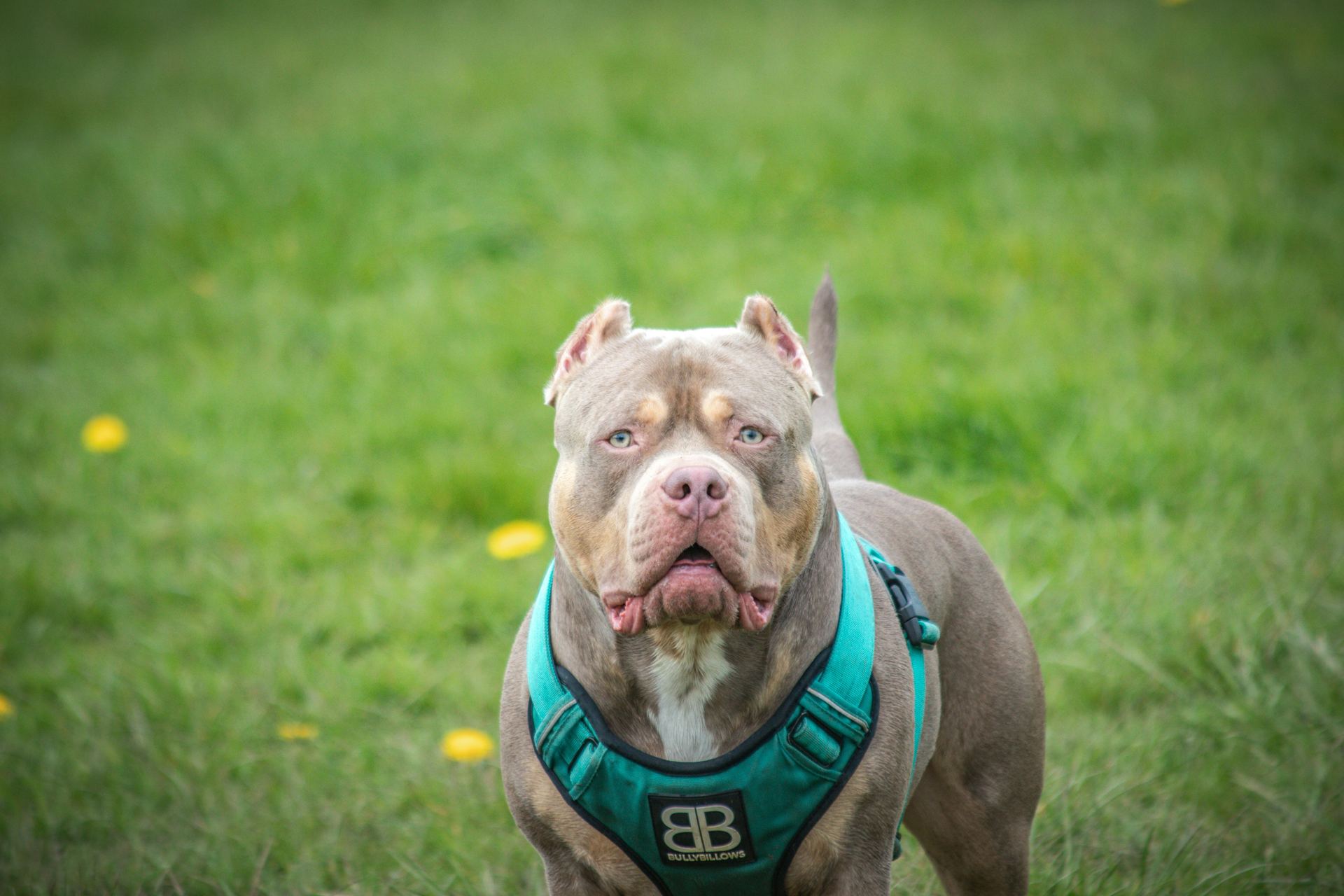 American Bull Dog | Pocket Size available in Pipariya