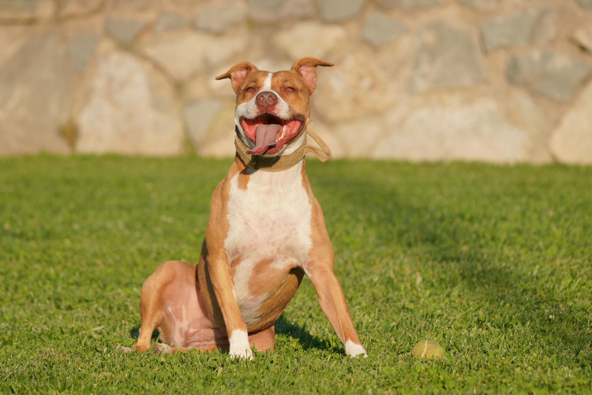 Pitbull Terrier Puppy