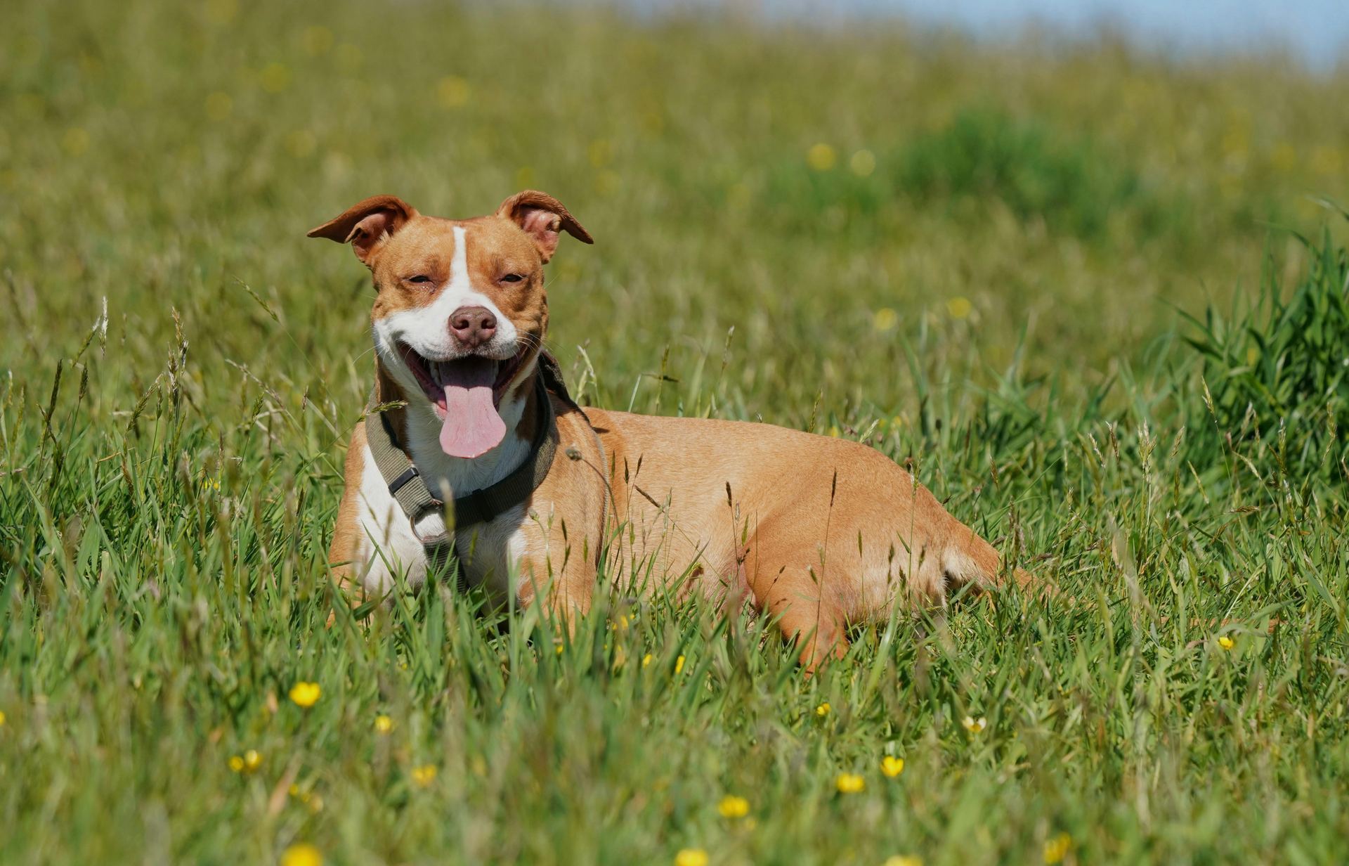 Pitbull Terrier Puppy puppy in Balod