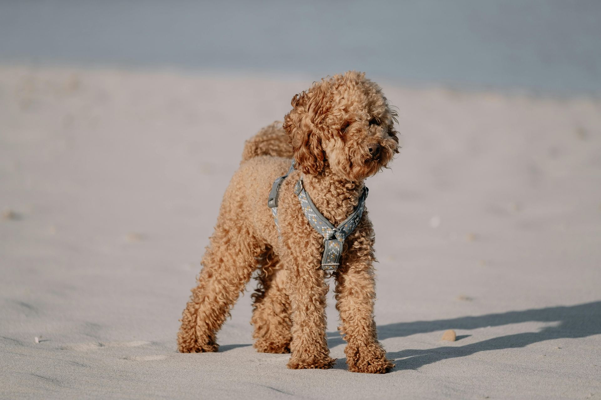 Toy Poodle Puppy for sale in Balodabazar Bhatapara