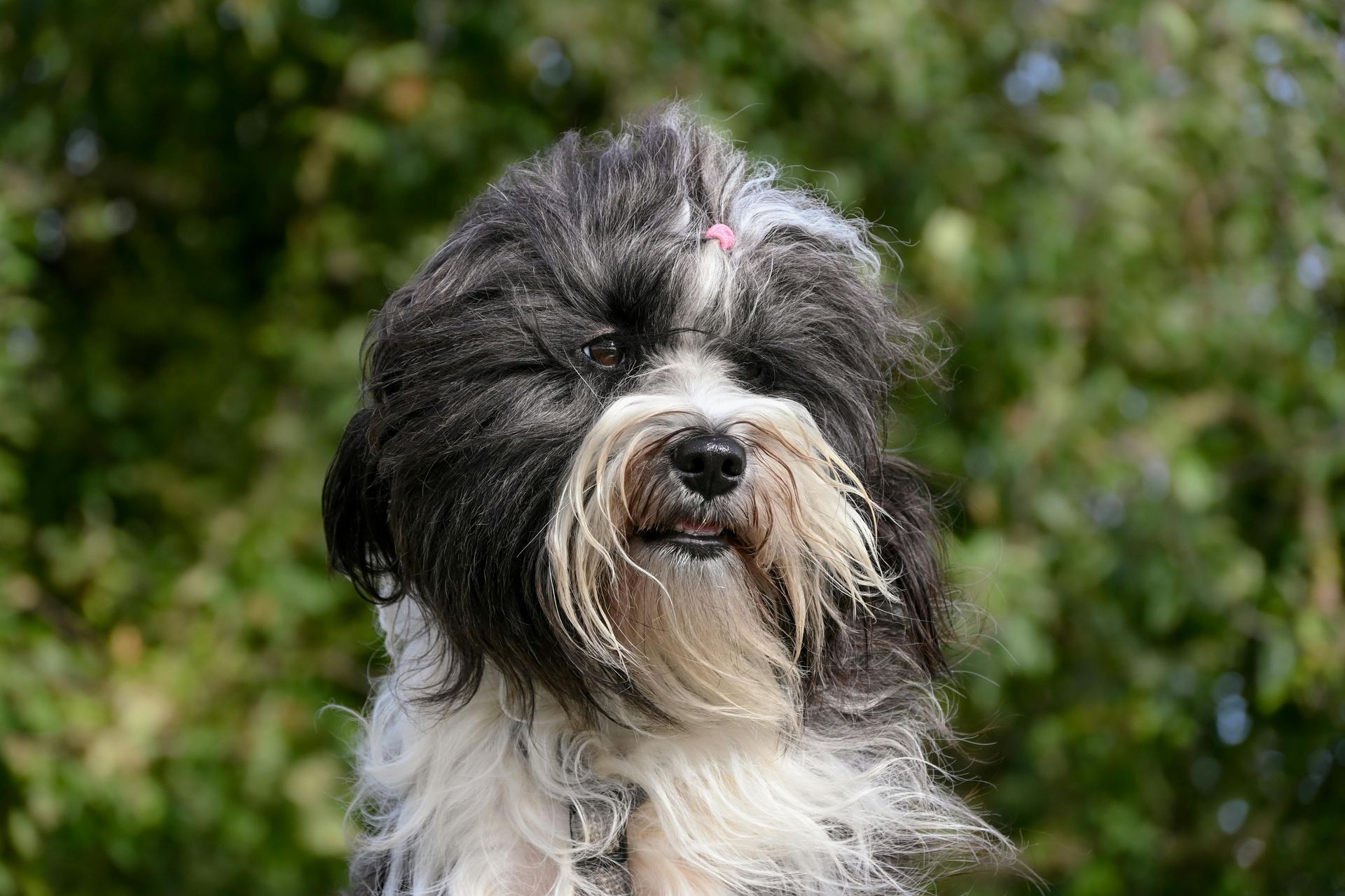 Lhasa Apso Puppies available in Balod