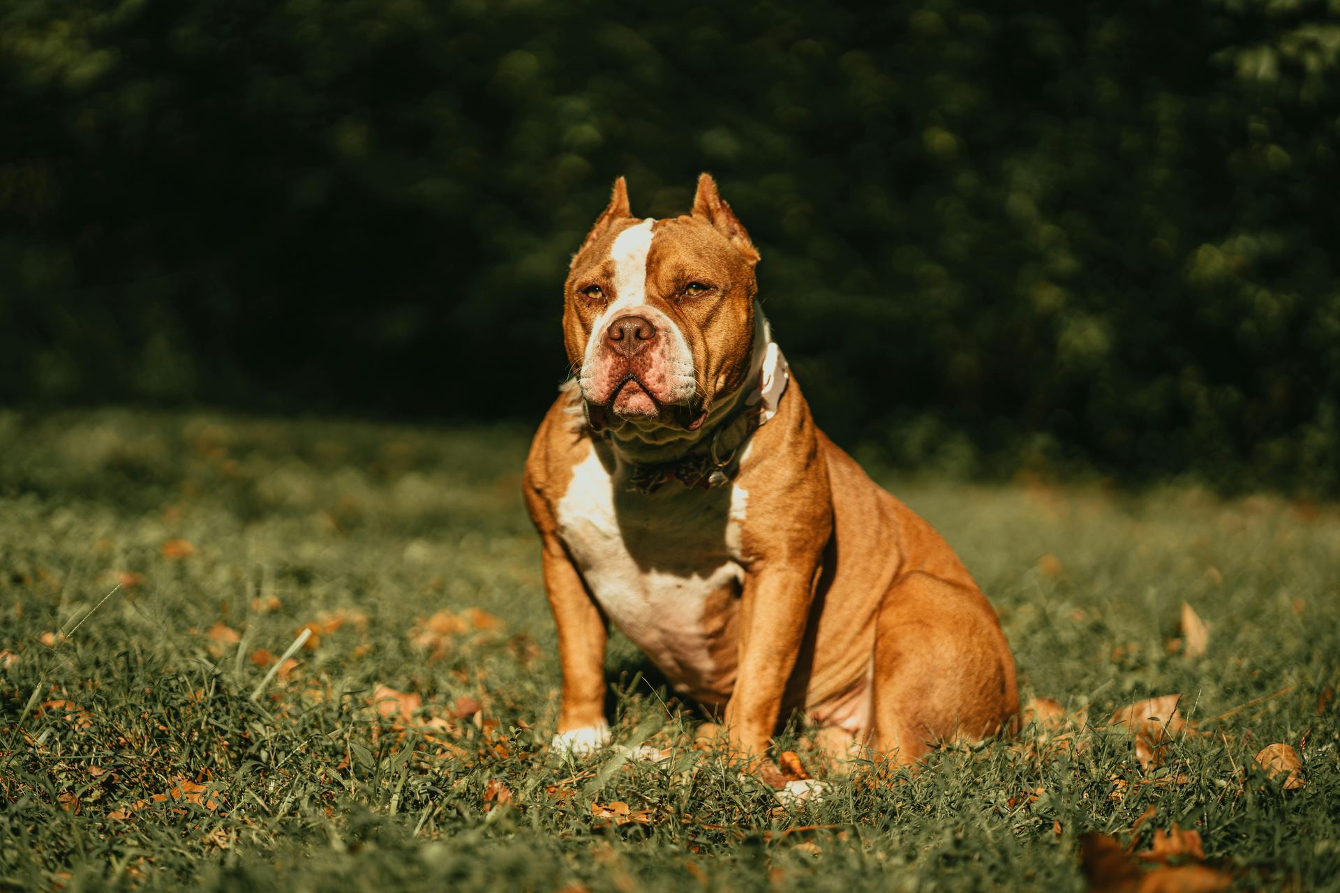 American Bully Pocket Size Puppy available in Balod