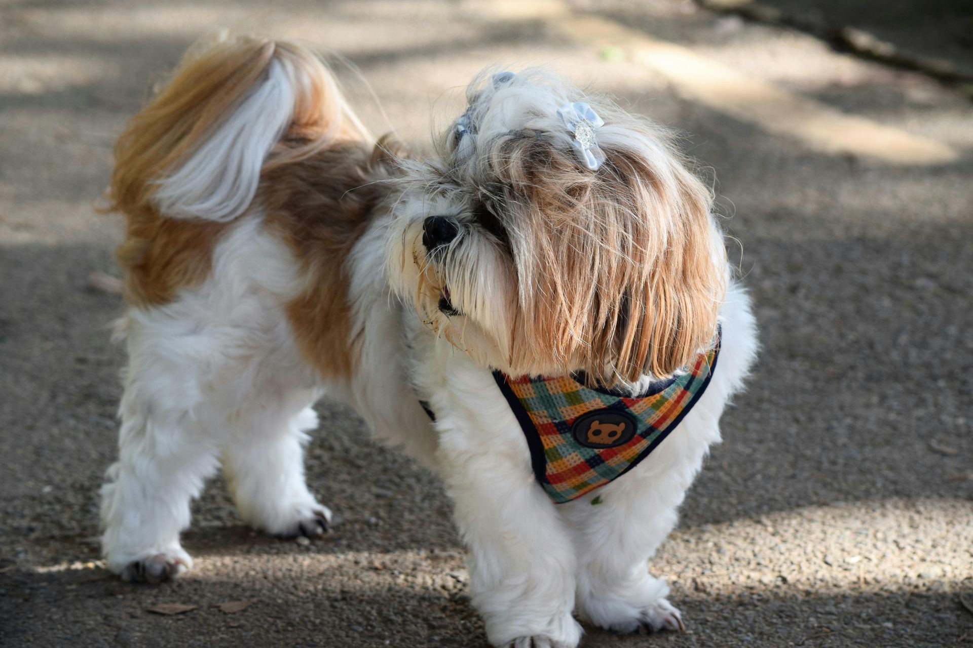 Lhasa Apso Puppies