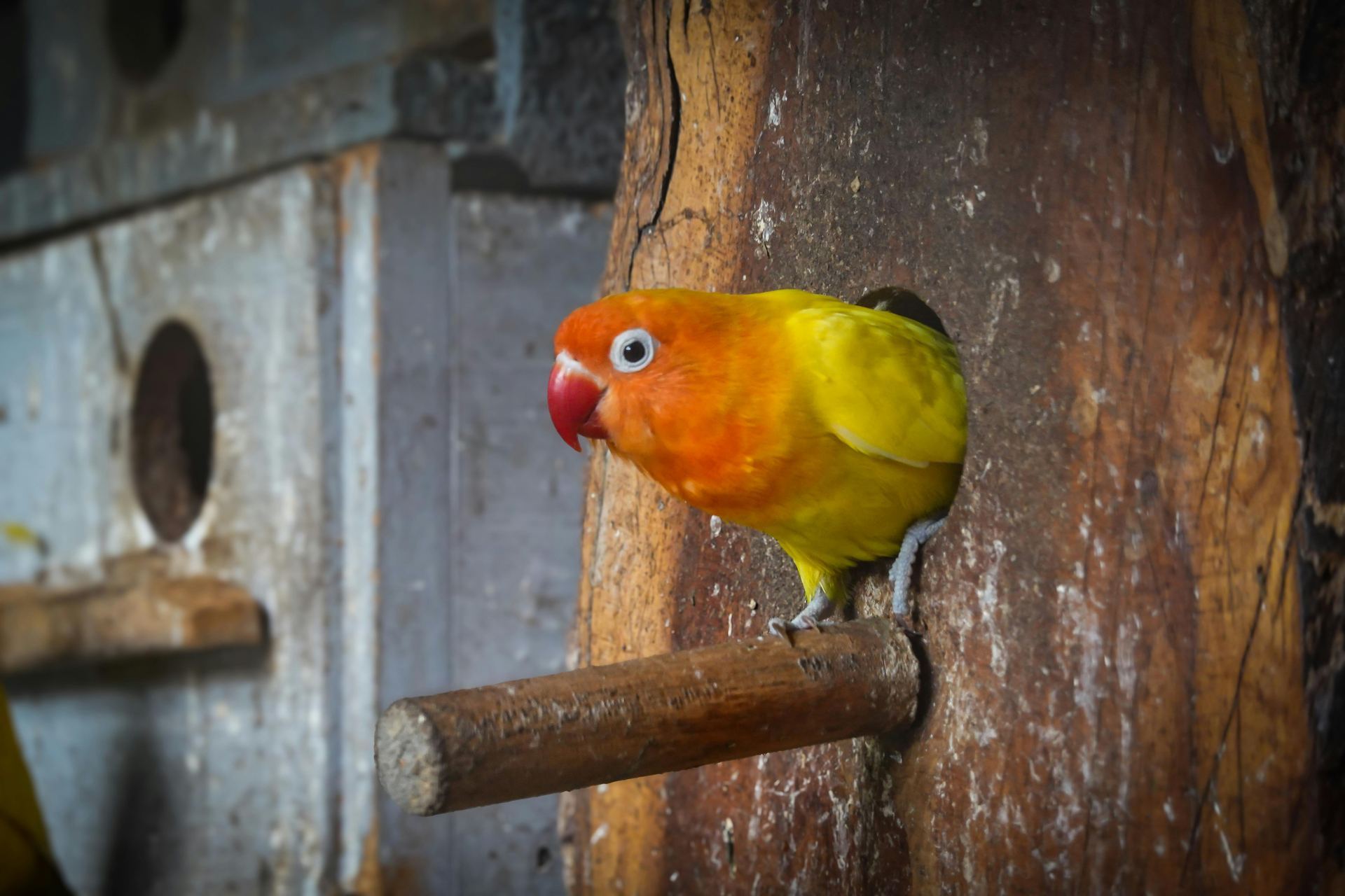African Love Birds | Yellow & Orange bird in Balod