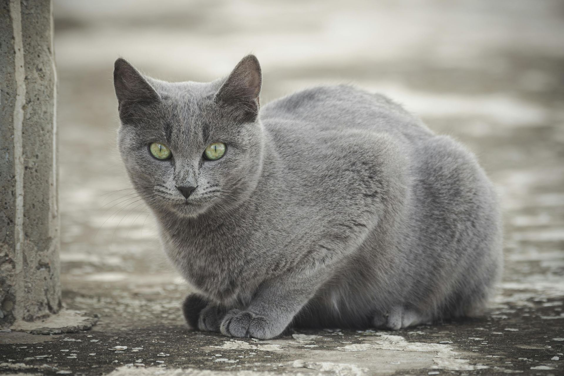 Russian Blue Kitten cat in Balod