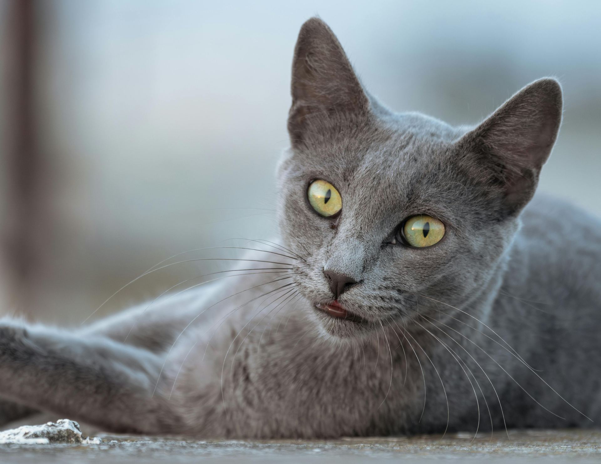 Russian Blue Kitten kitten available in Balod