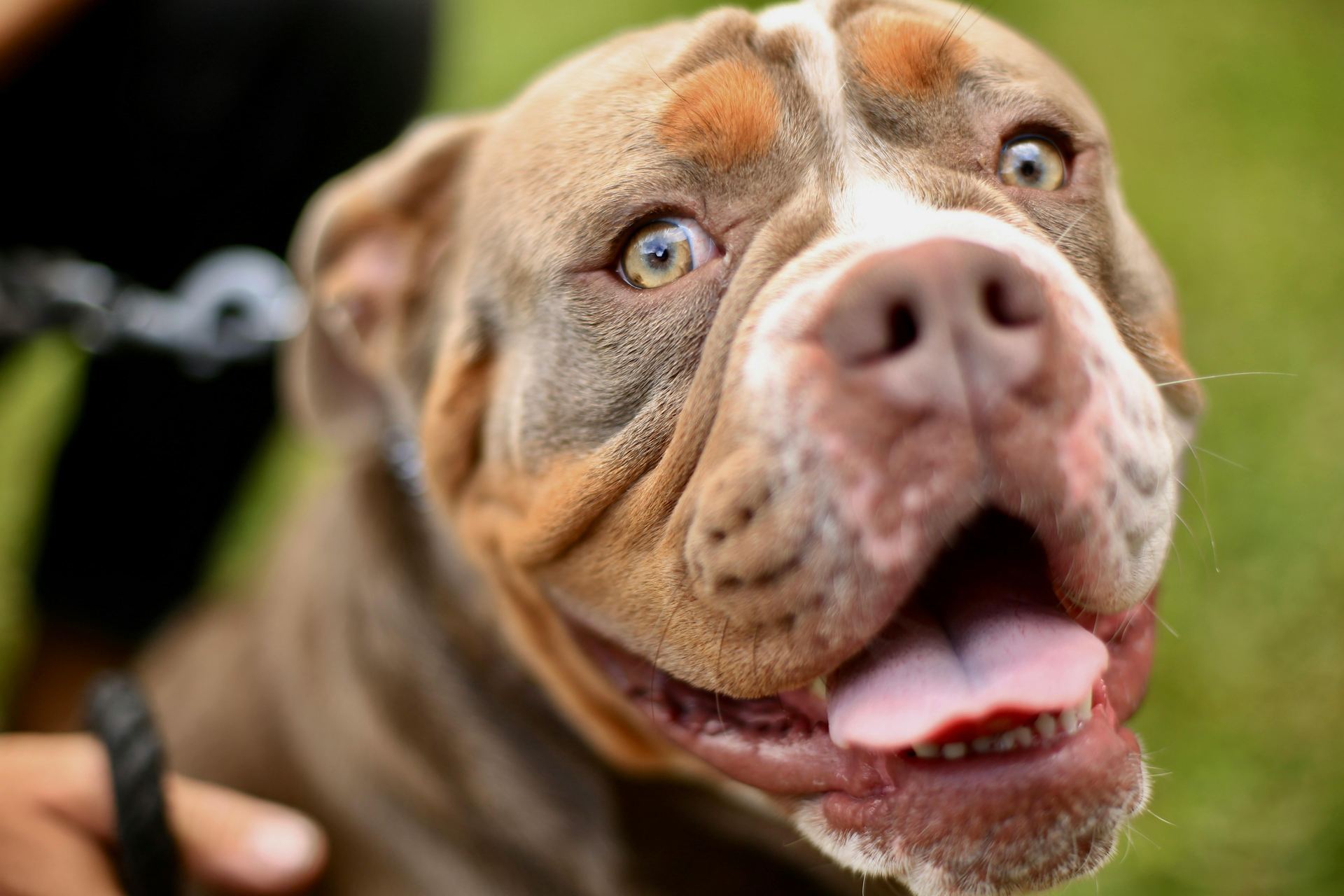 American Bull Dog | Pocket Size