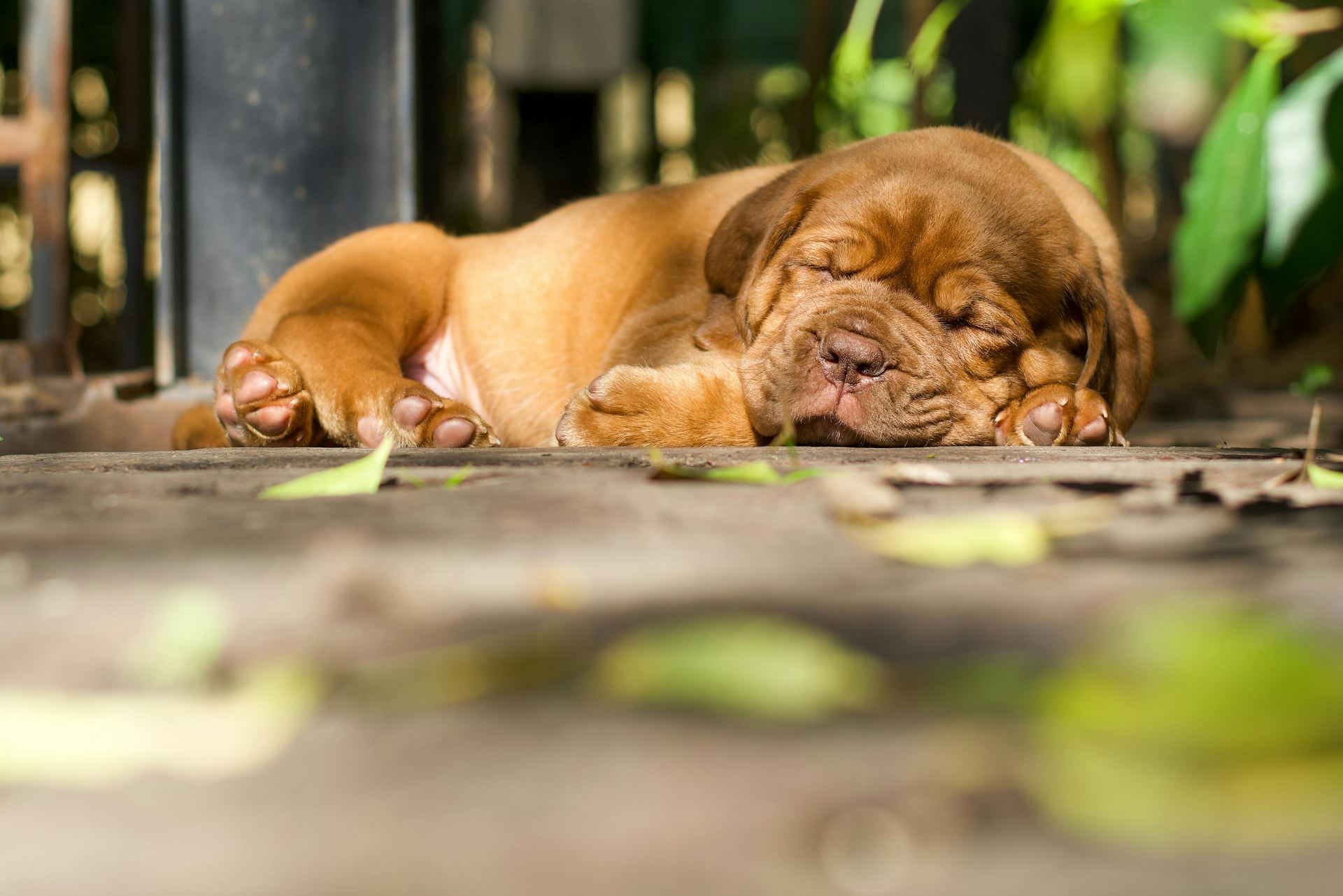 French Mastiff Puppy available in Balod