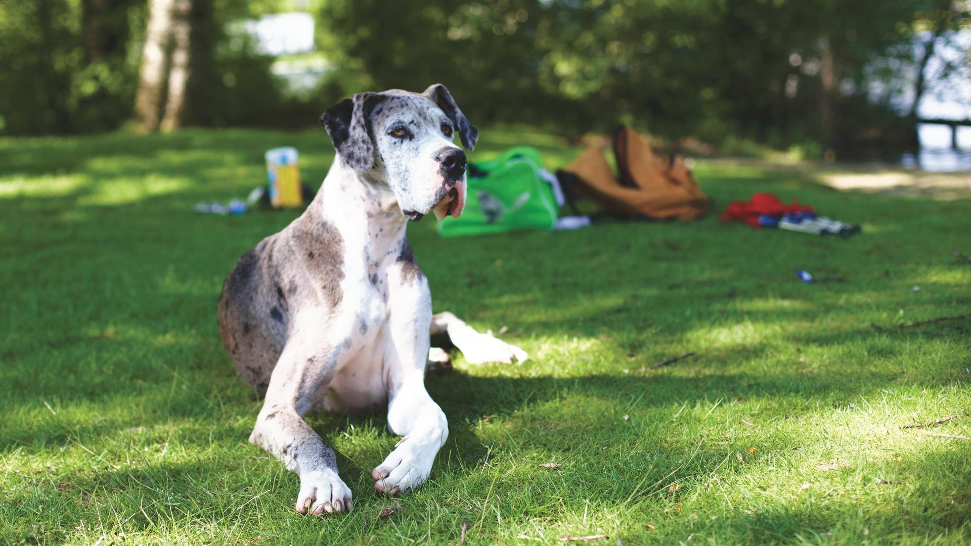 Great Dane Puppy puppy in Balod