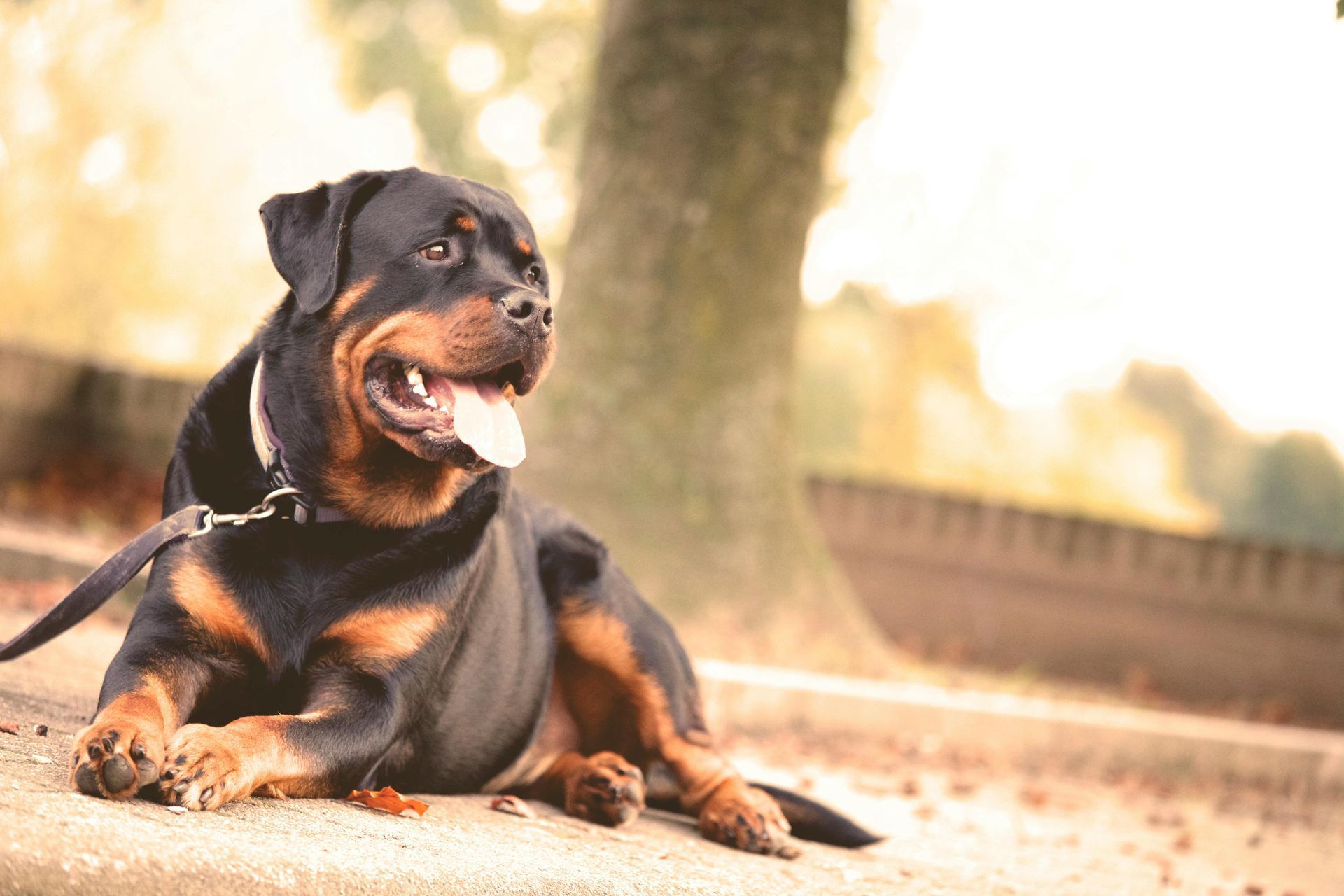 Rottweiler Puppy available in Balod