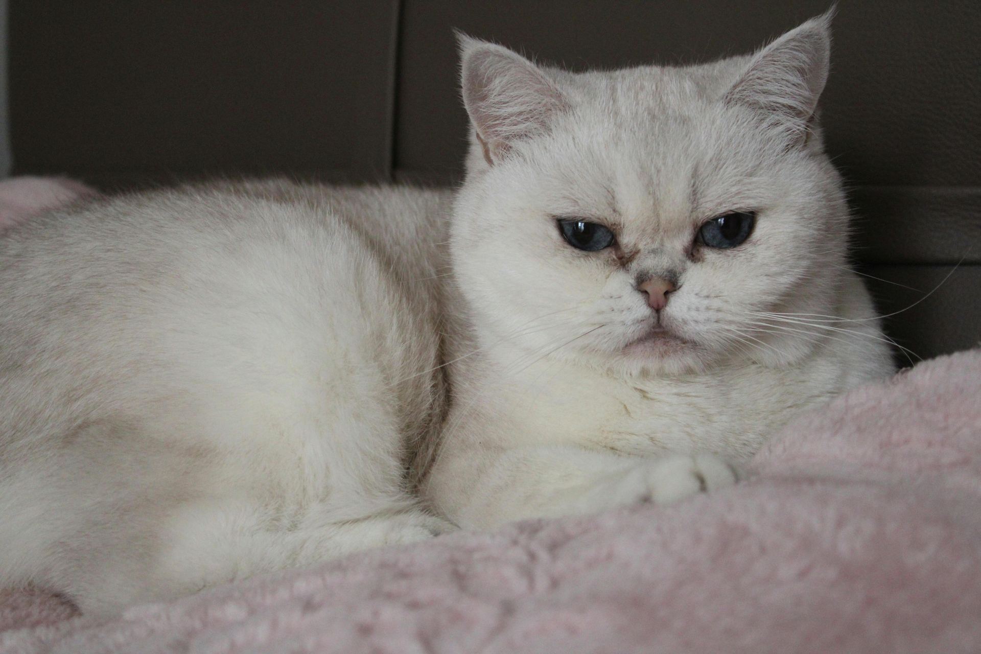 Buy Exotic Short Hair Kittens in Balod