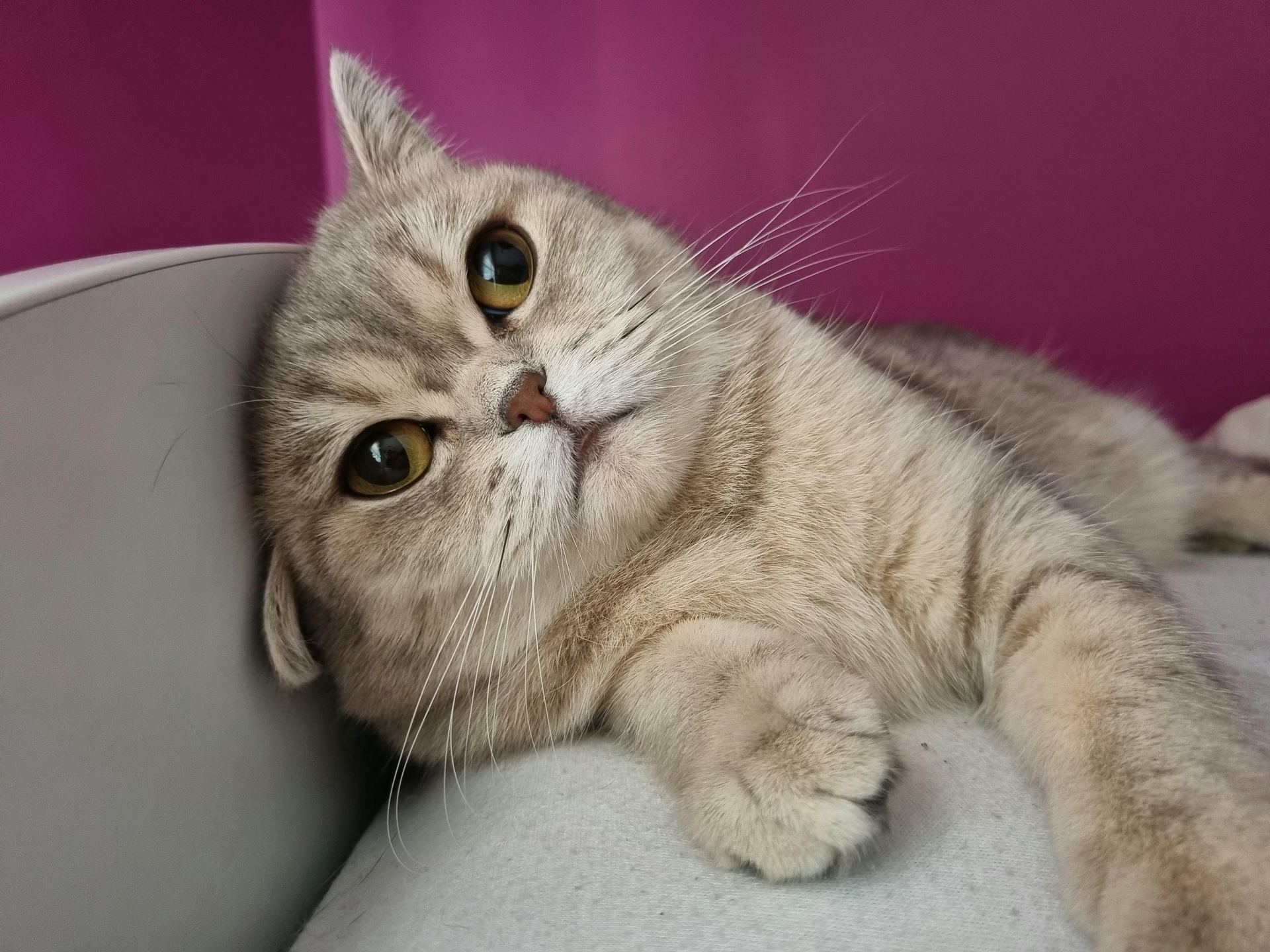 Scottish Fold | Chincila Variations cat in Balod