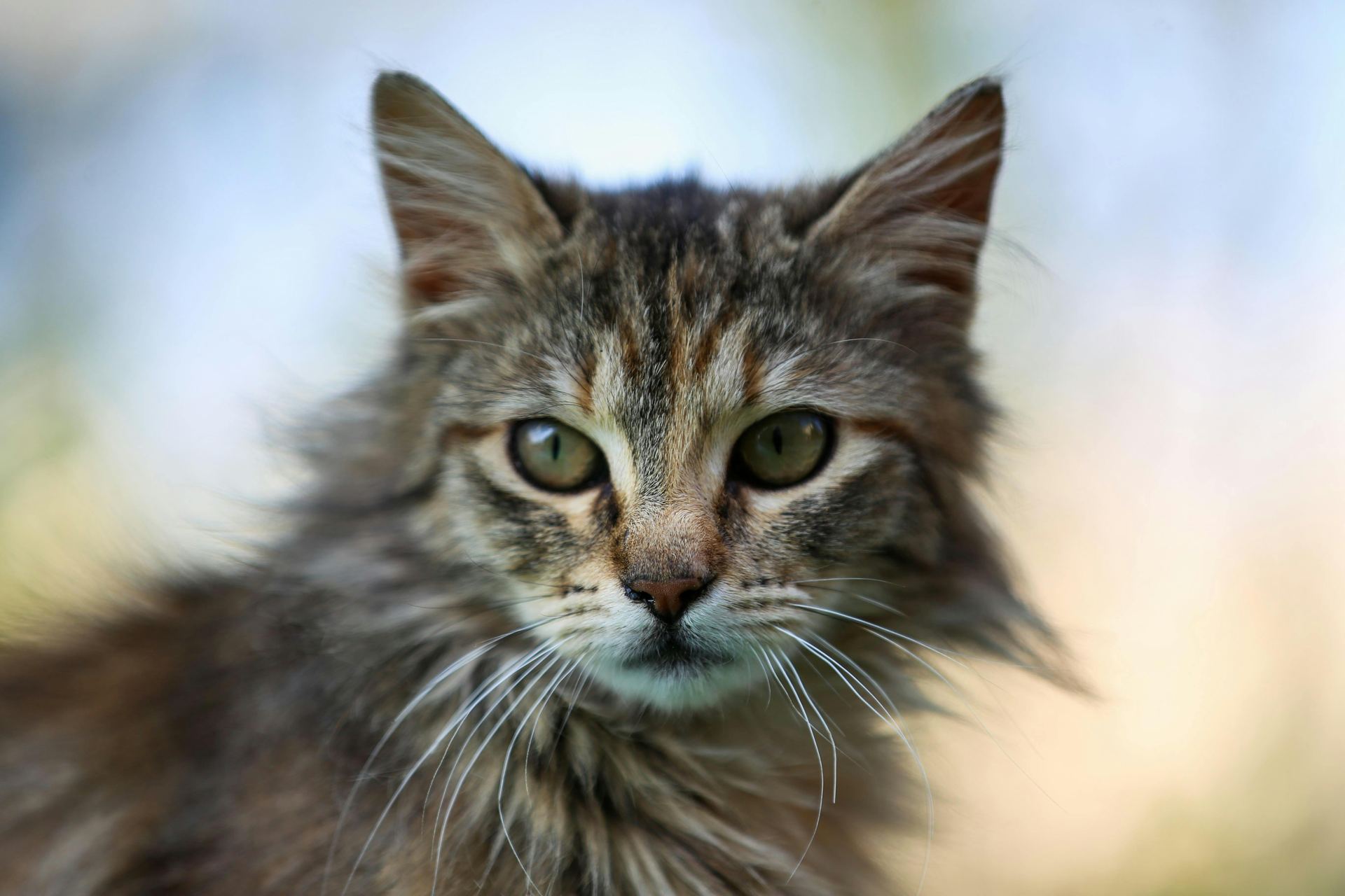 Buy Siberian Kitten in Balod