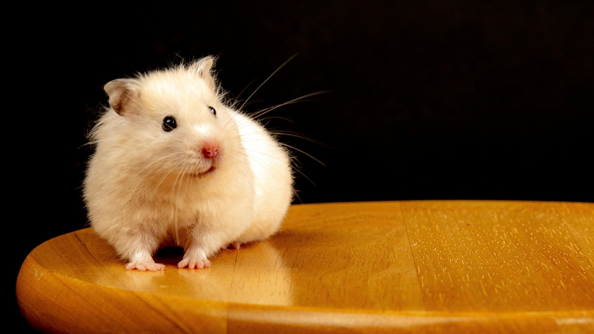 Hamsters small pet in Balod