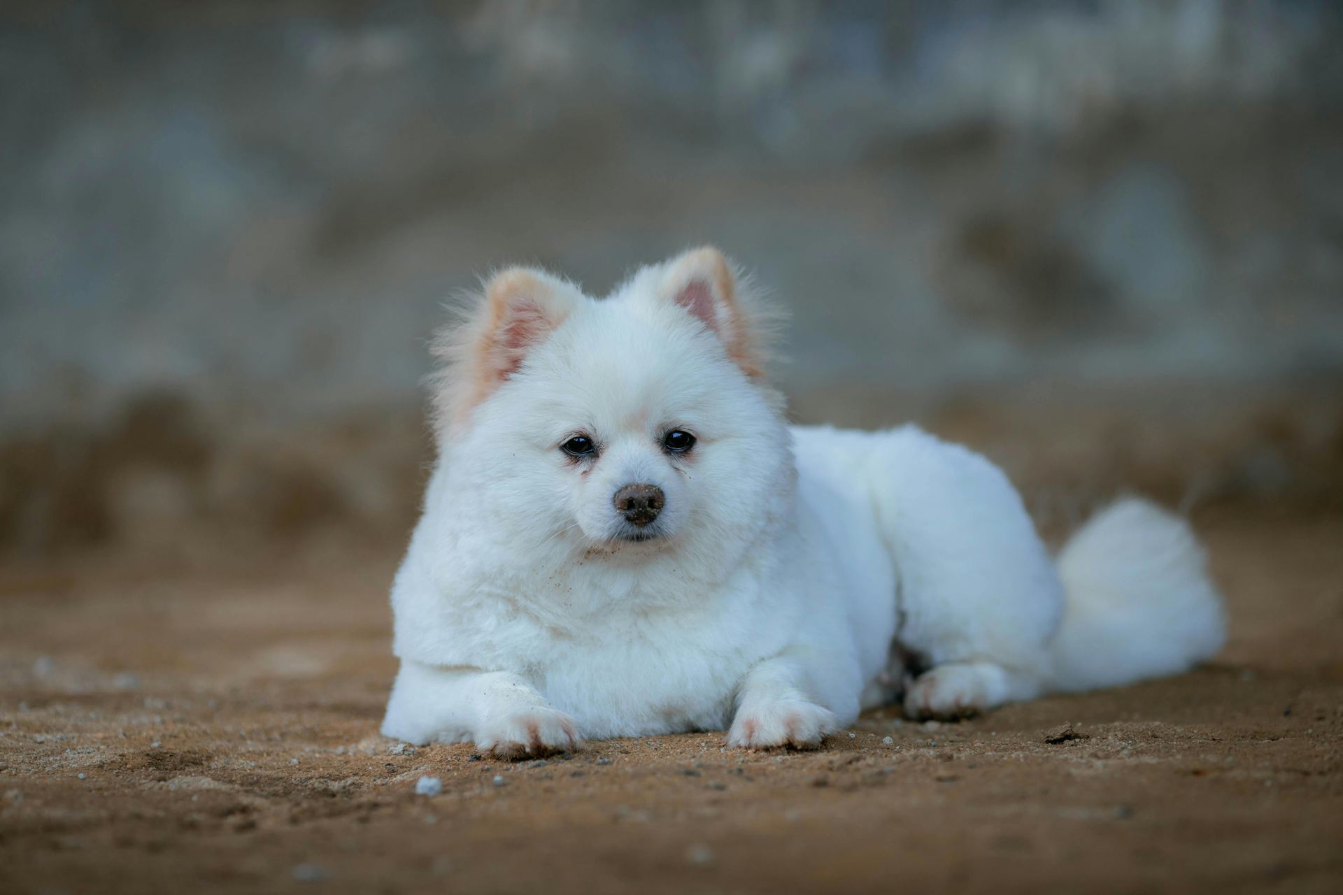 Culture Pom Puppy | White Color for sale in Agar Malwa