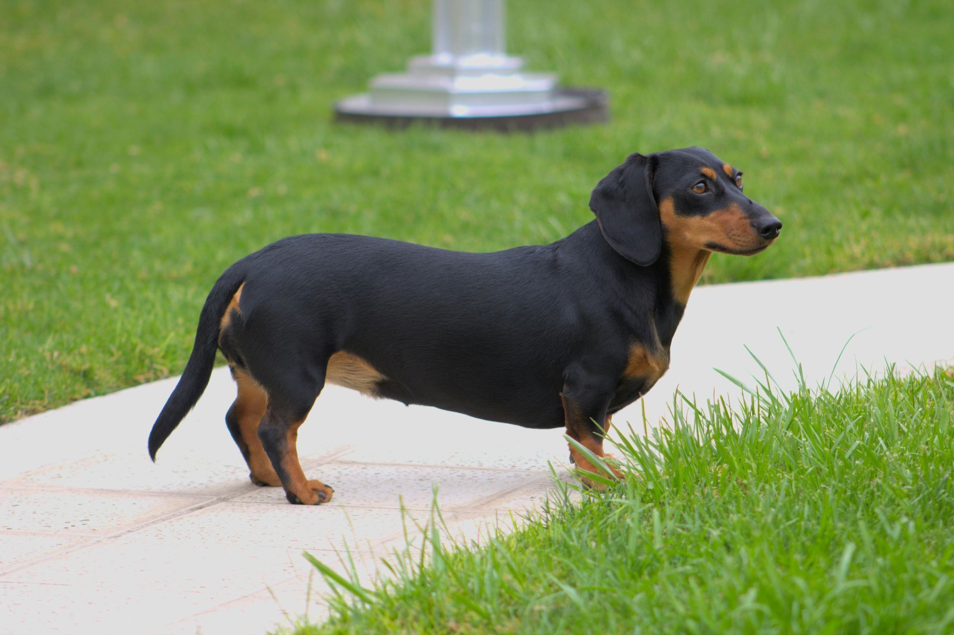 Dachshund Puppy available in Balrampur Ramanujganj
