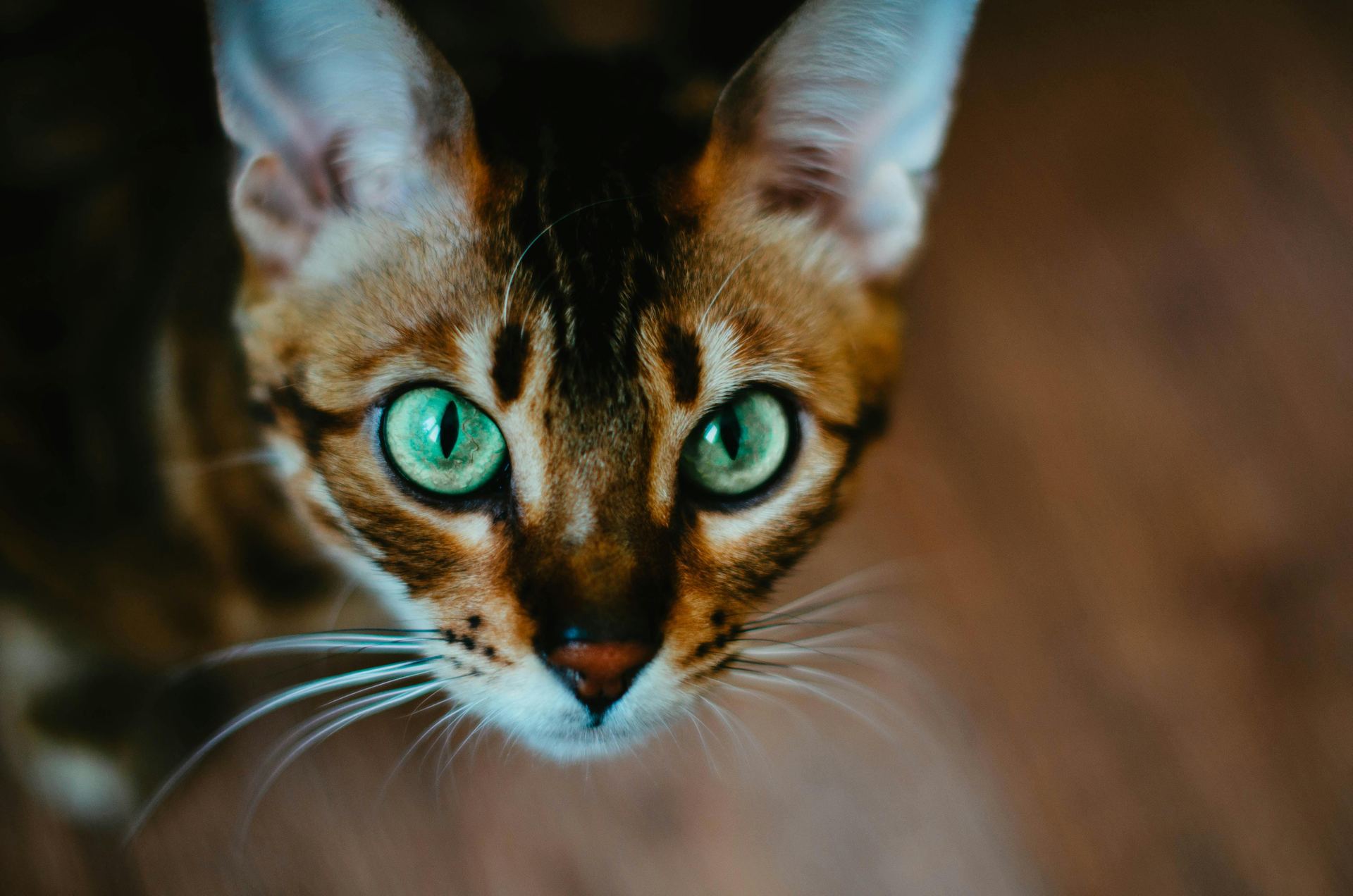 Buy Bengal Kittens in Balod