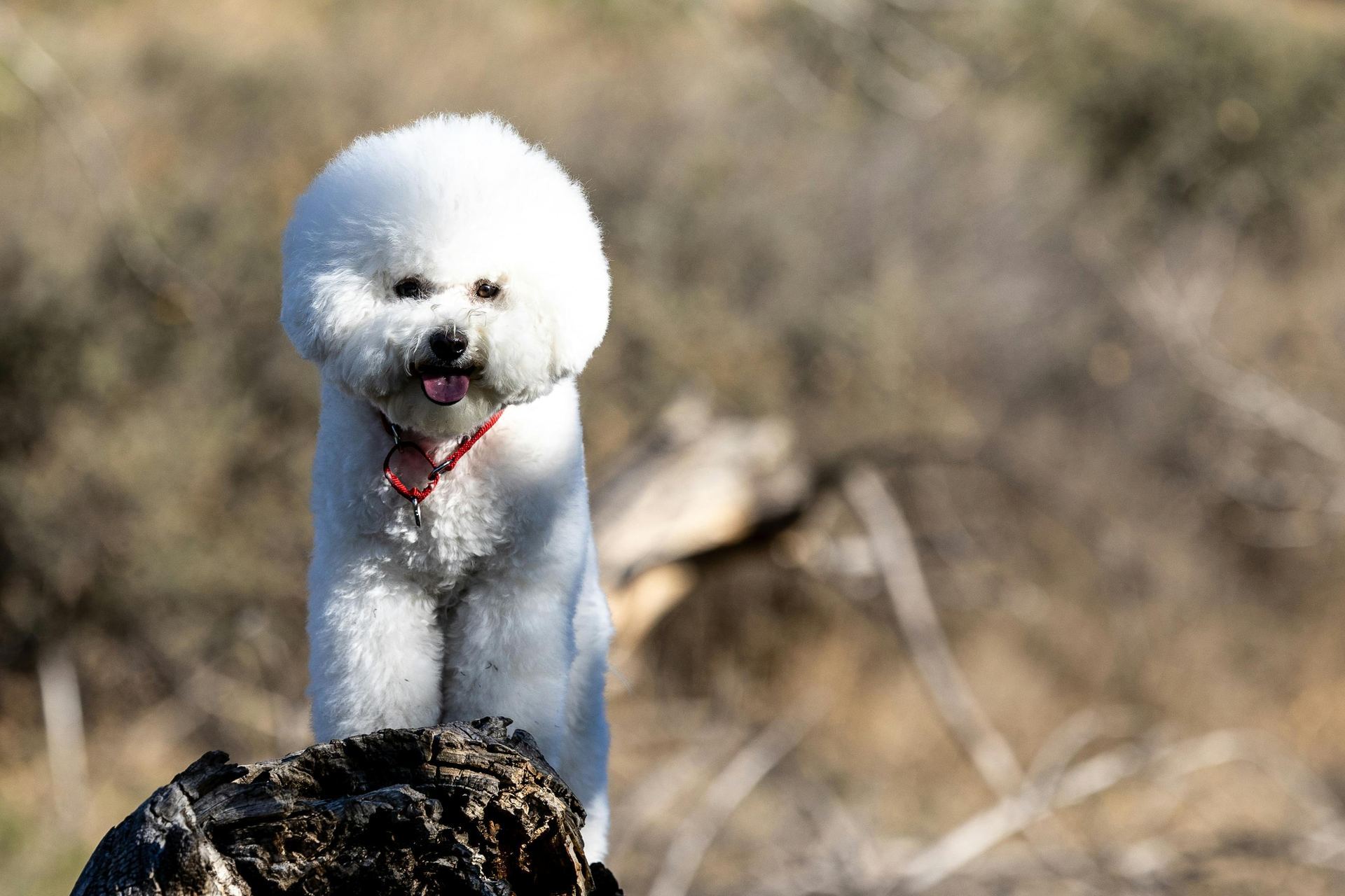 Bichon Frise Puppy puppy in Balod