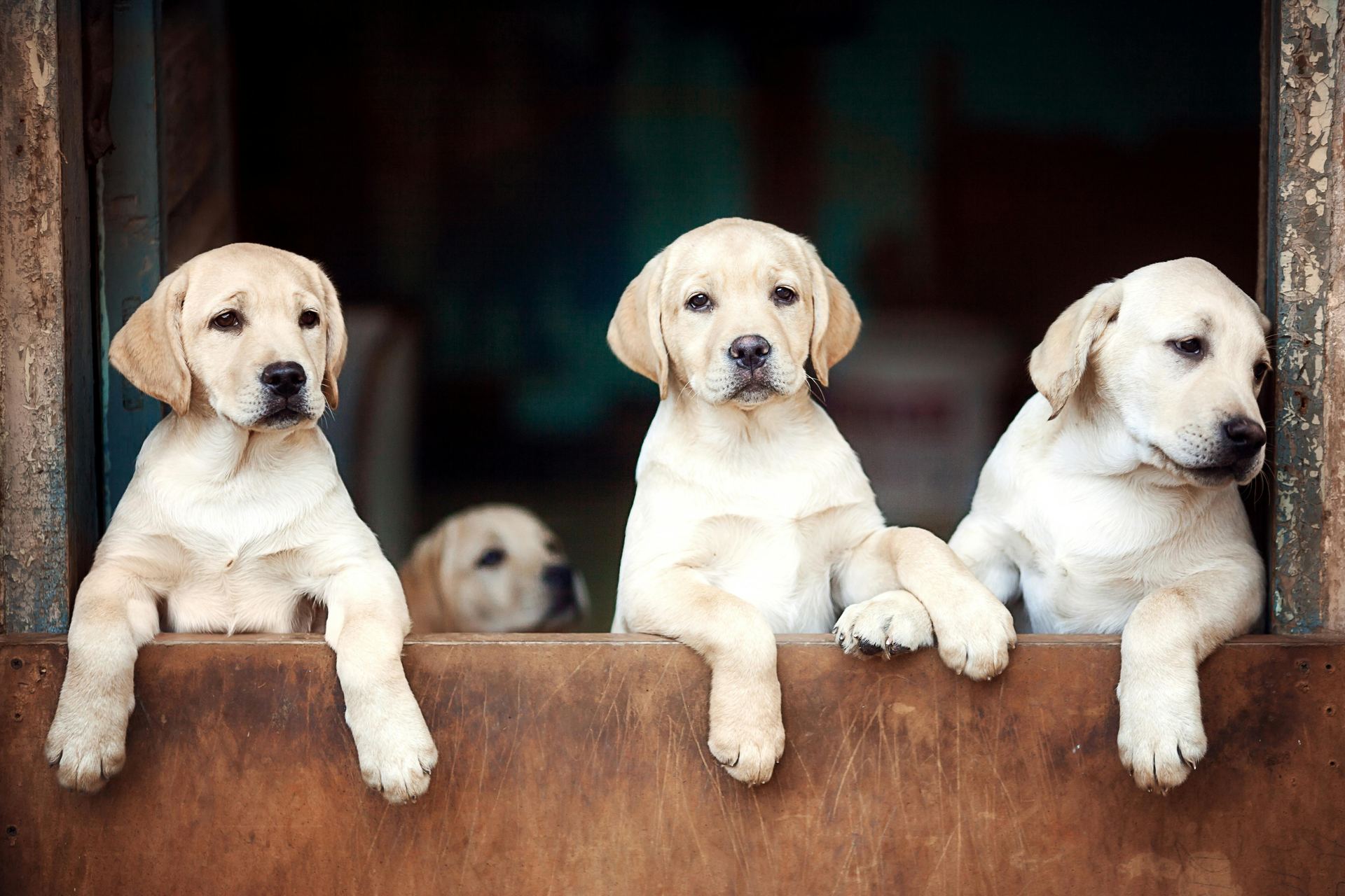 Labrador Retriever Puppy | White Color available in Balod