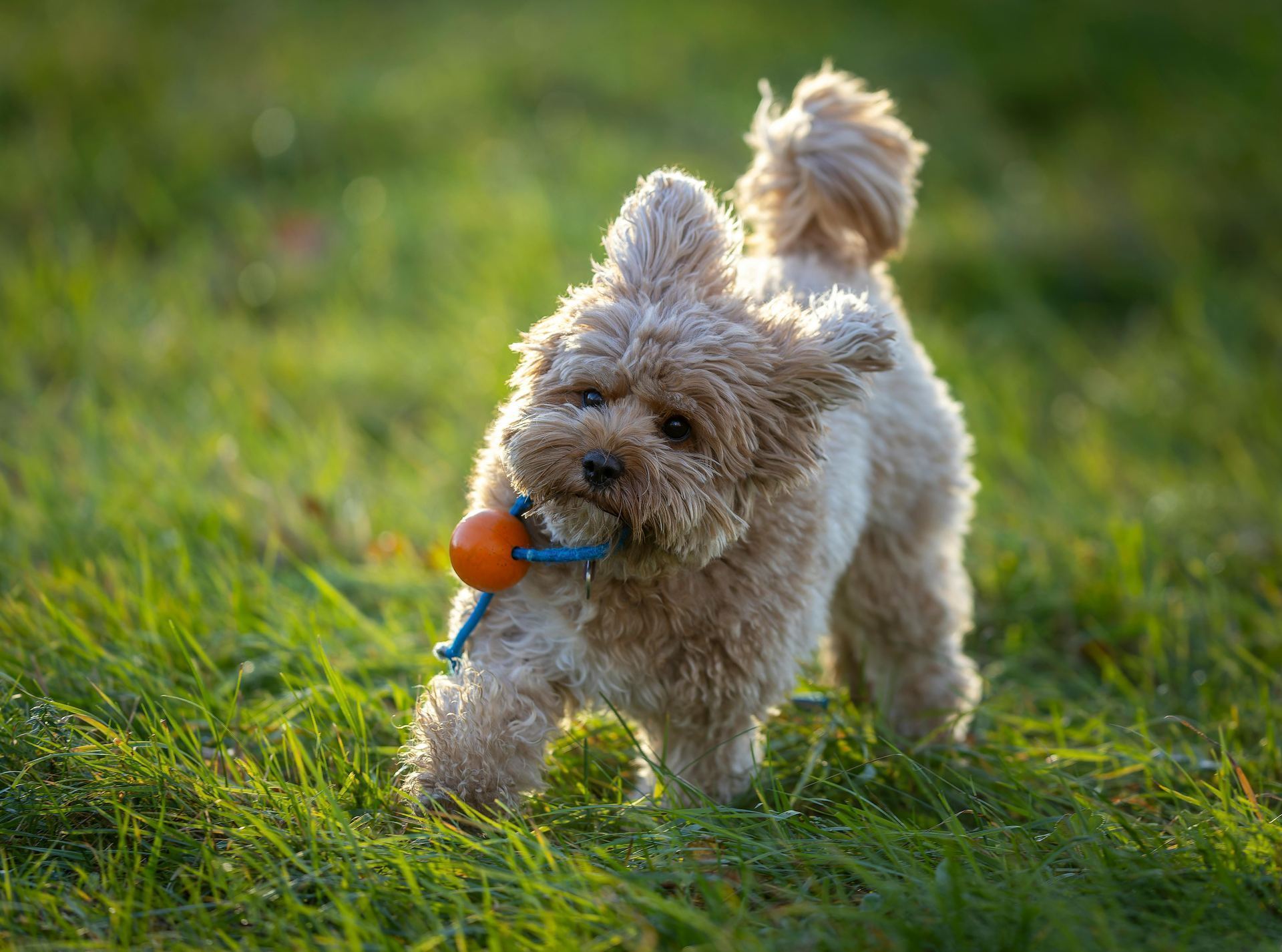 Maltipoo Puppy
