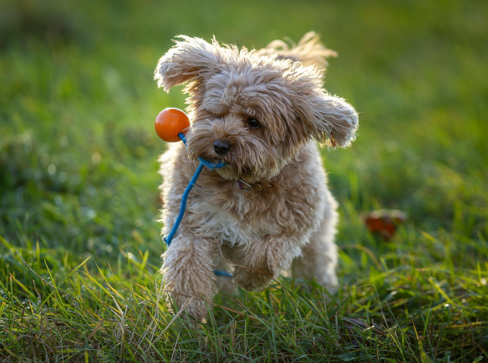 Maltipoo Puppy puppy in Balod