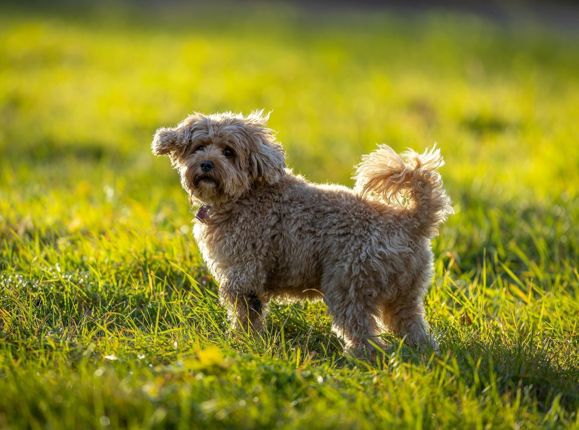 Maltipoo Puppy available in Balod
