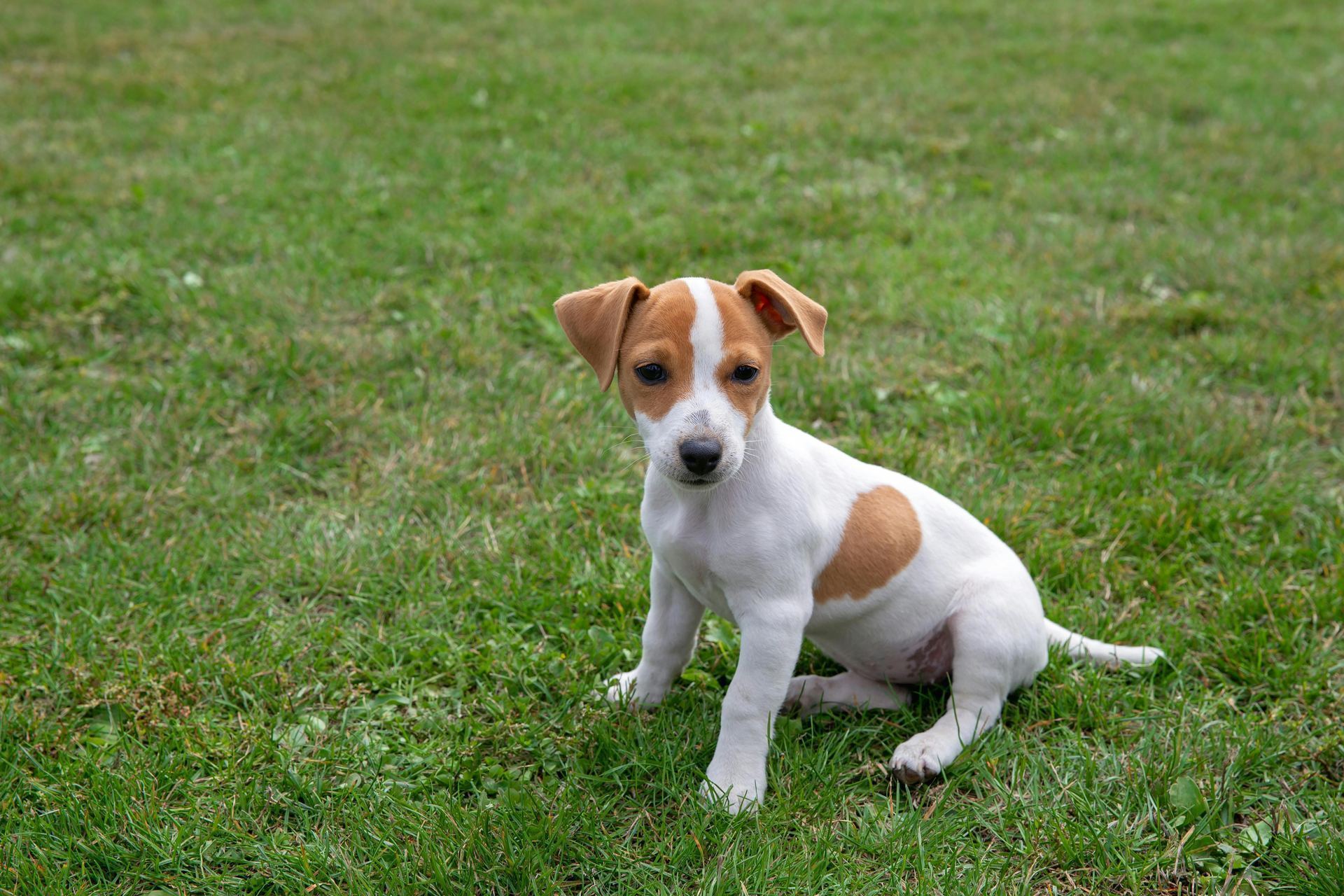 Jack Russell Terrier Puppy dog in Balod