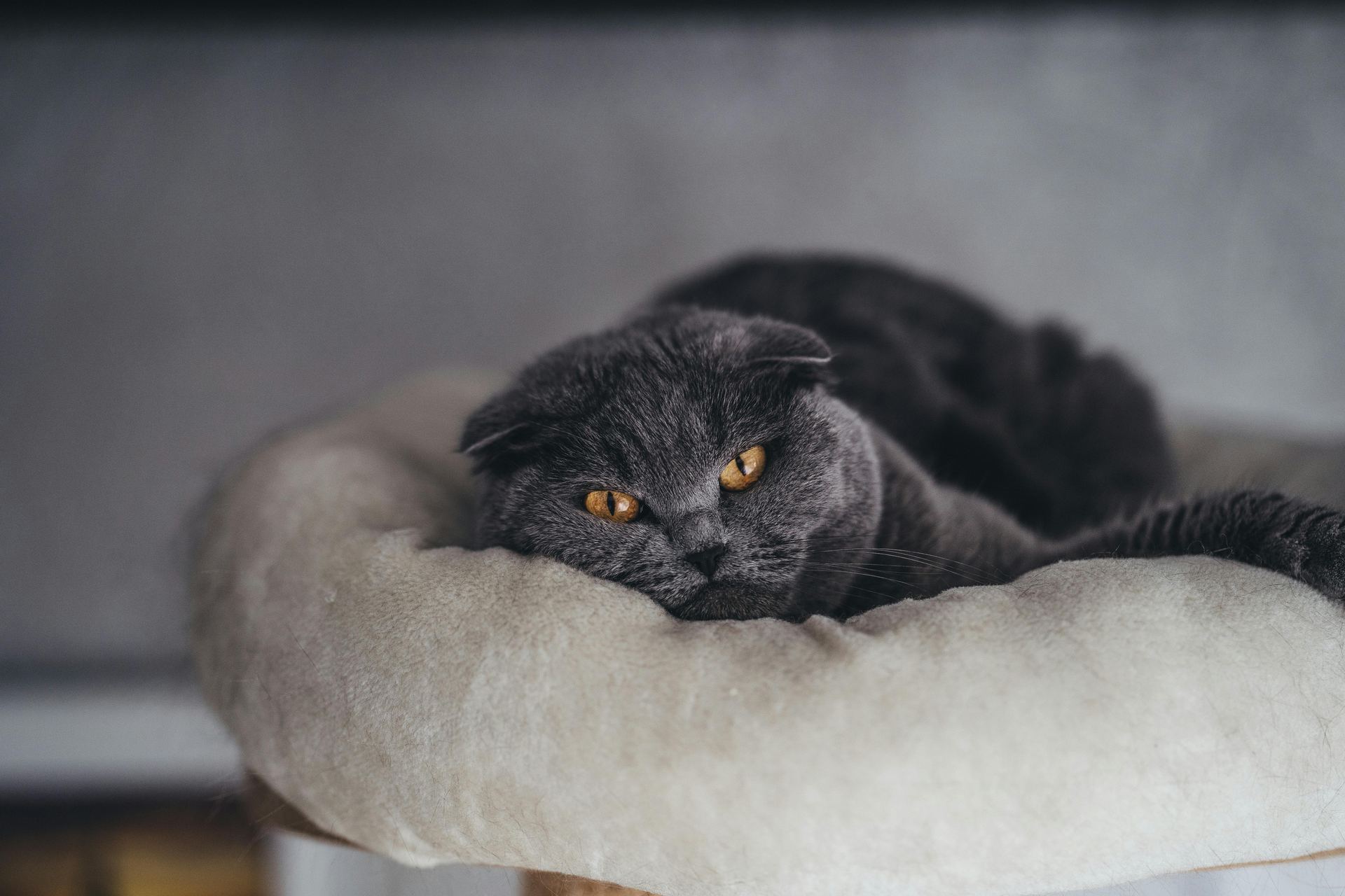 Buy Scottish Fold Kitten | Standard Grey in Balod