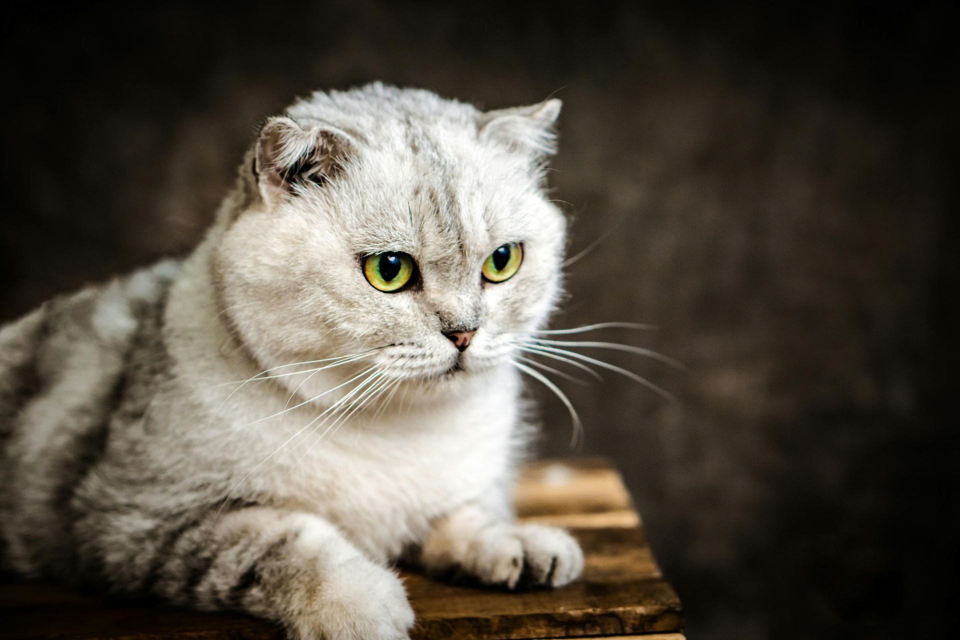 Buy Scottish Fold | Chincila Variations in Balod